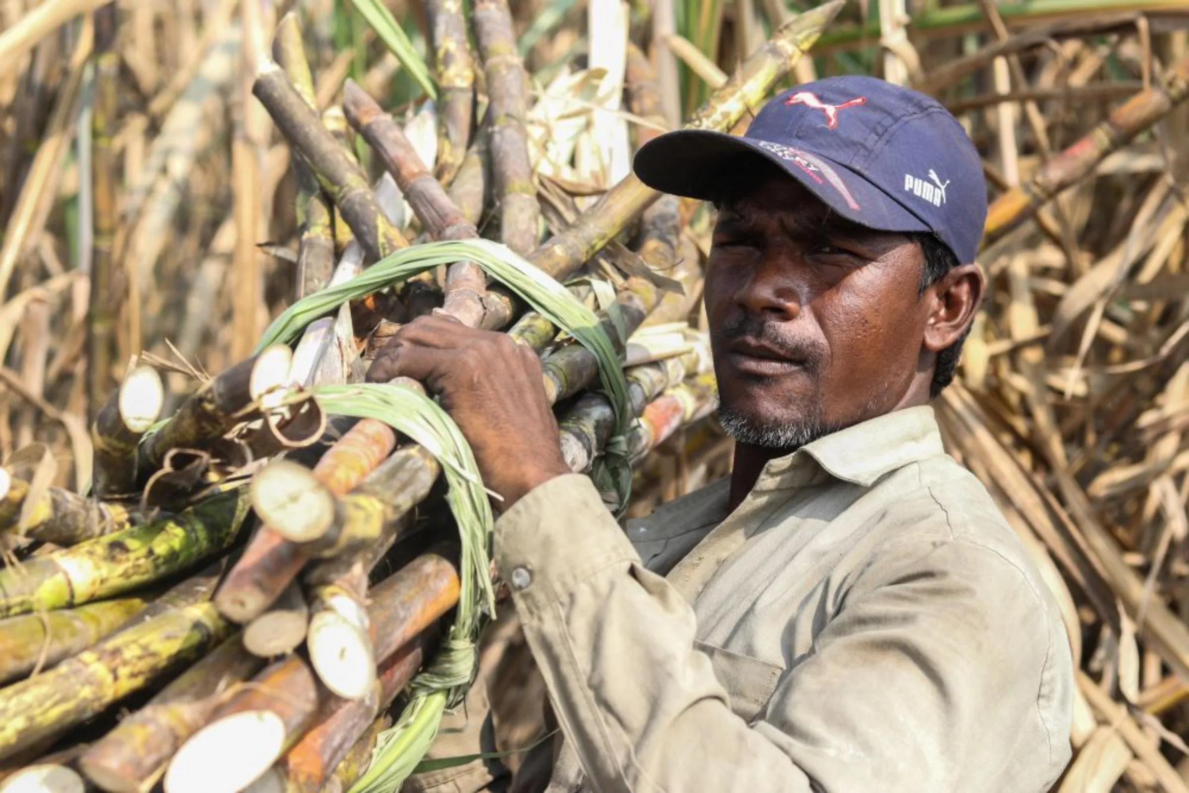 Dagdu Bhil carries sugarcanes he had just cut at a sugarcane farm in Maharashtra’s Khochi village, India. December 17, 2022