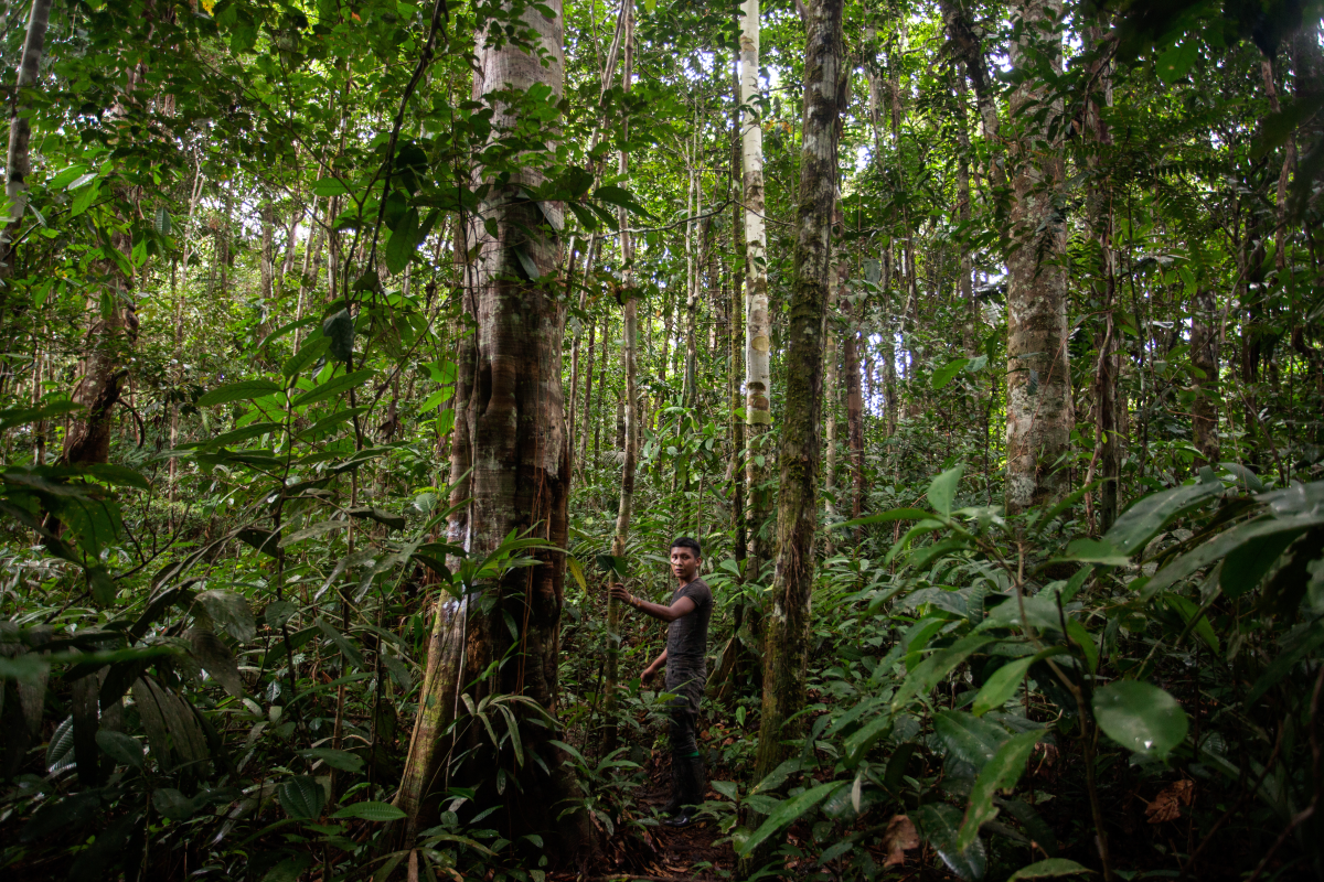 A man stands holding the trunk of a tree in the middle of the rainforest