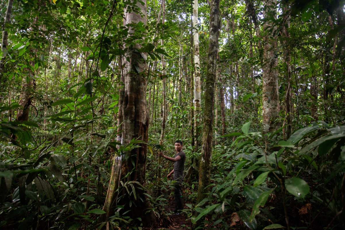 Colombia's indigenous train youth to defend  rainforest