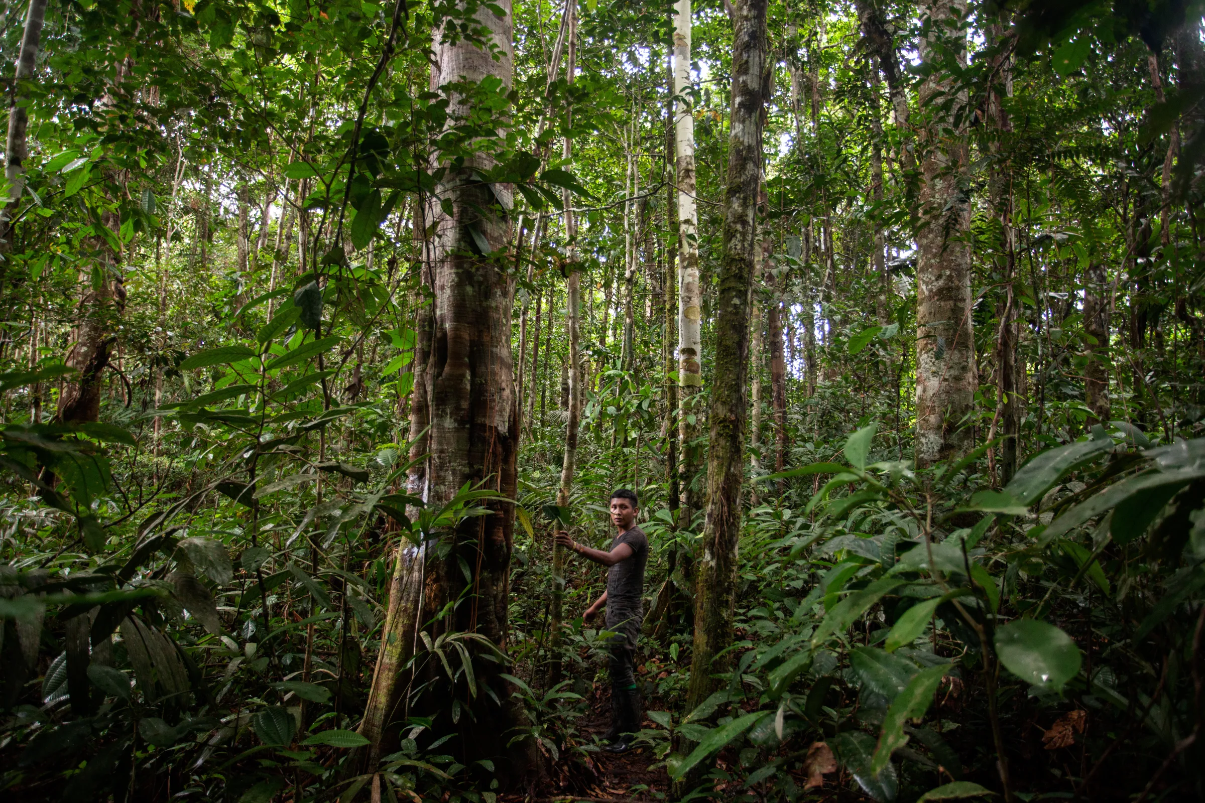 A man stands holding the trunk of a tree in the middle of the rainforest