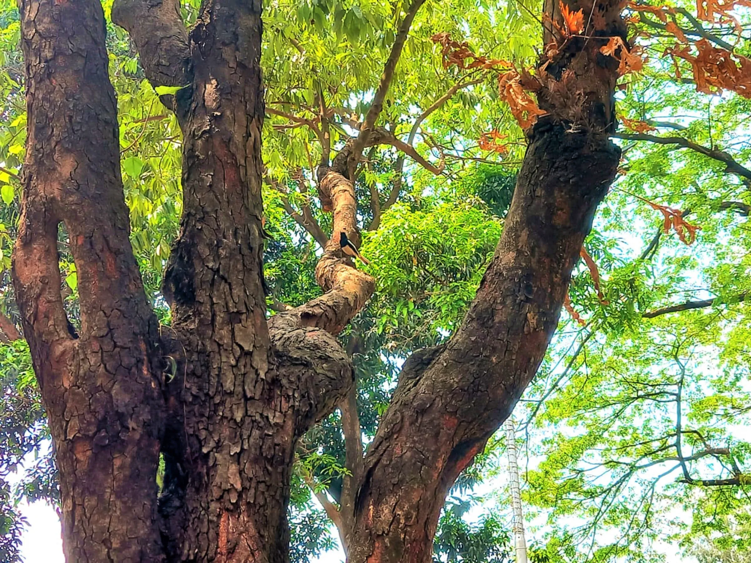 A magpie-robin bird can be seen in Ramna Park, one of the rare places in Dhaka where birds from various species can be sighted, Dhaka, April 3, 2023, Thomson Reuters Foundation/ Md Tahmid Zami