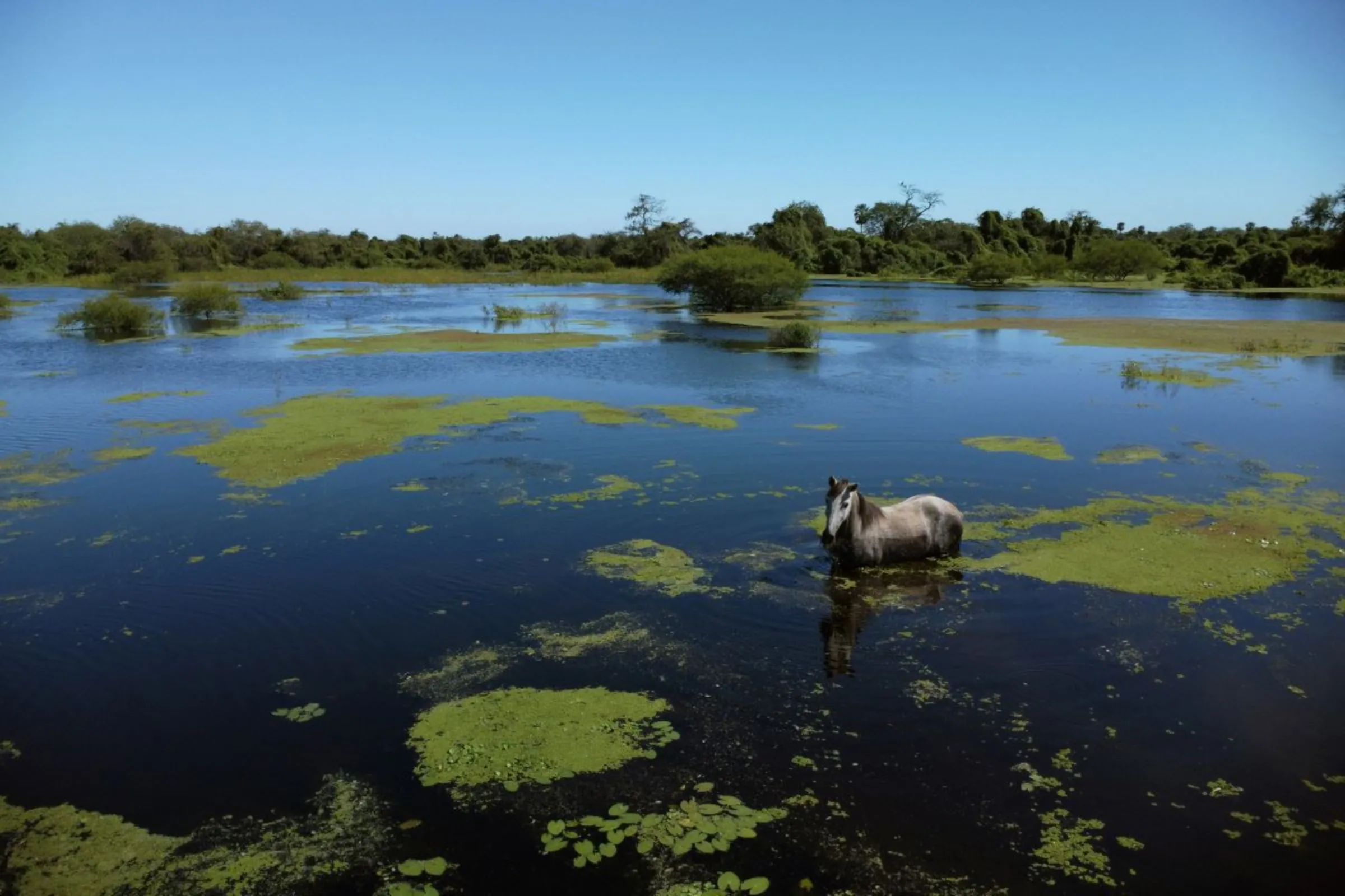 A horse takes a swim at the Banado La Estrella, in Formosa, Argentina April 20, 2023.