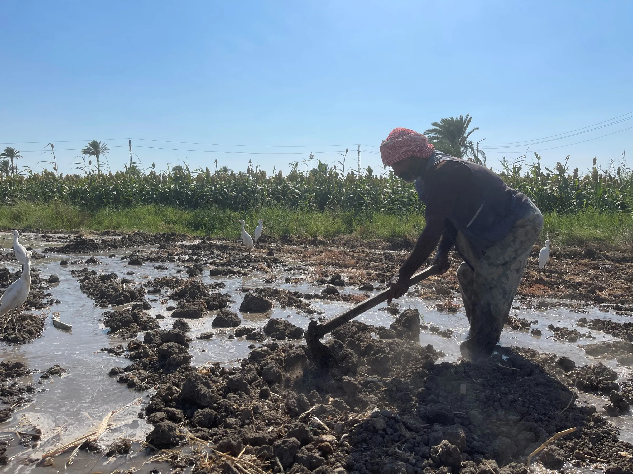 Ramadan Othman works on the farm he shares with his brother, where a shortage of Nile water caused them to lose half their summer crops, in El-Shawashna village, Egypt, August 21, 2022