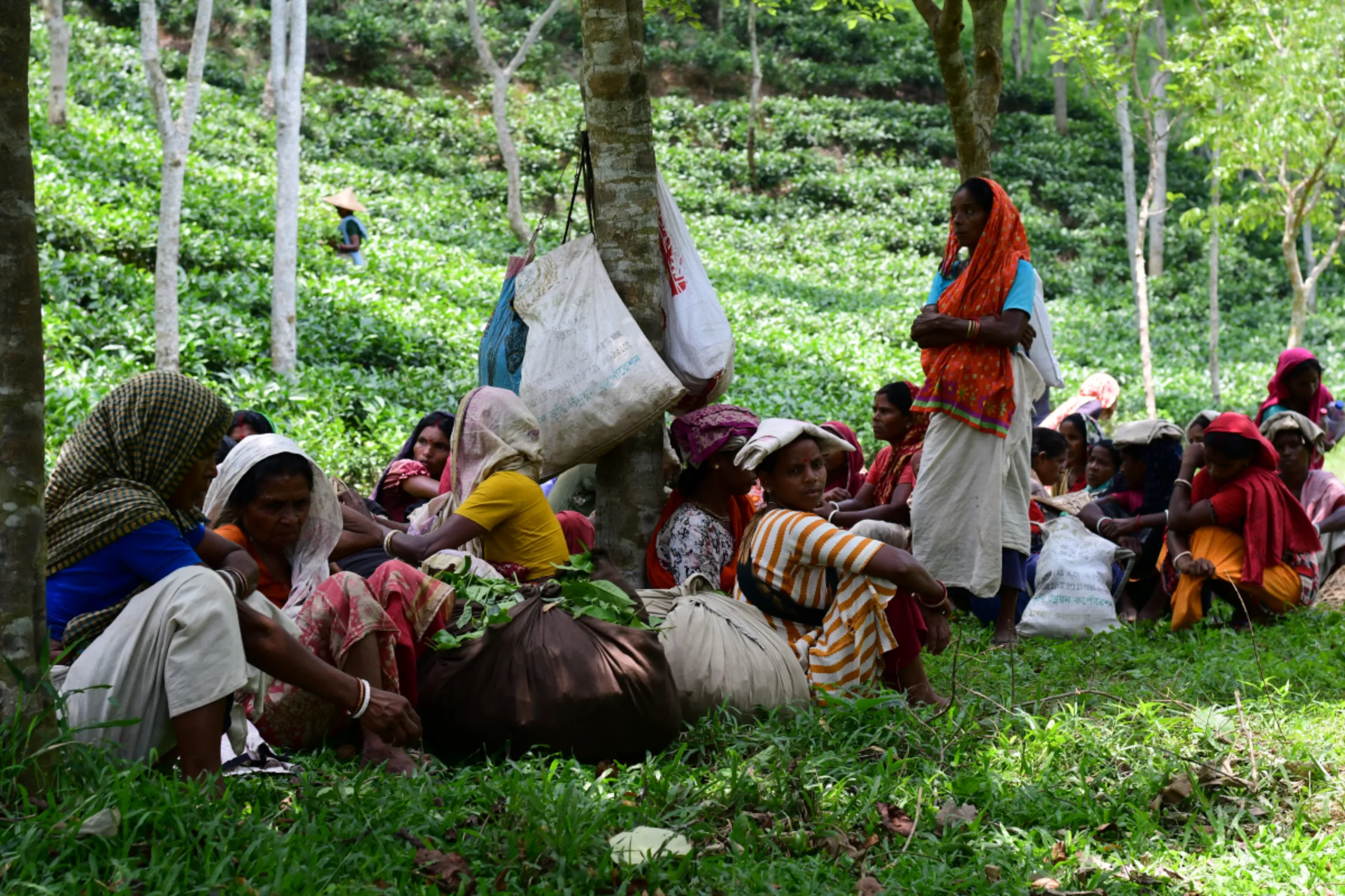 Workers rest in the shade of trees during a hot day at Barawura, a tea estate in Sreemangal, in northeastern Bangladesh, May 29, 2023