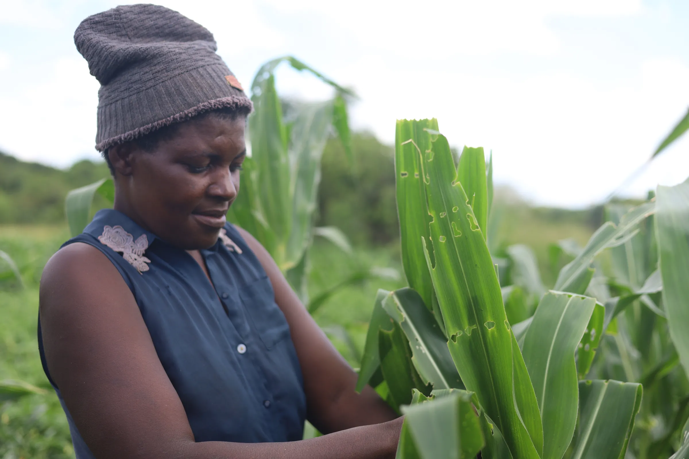 Abigail Kairire picks fall armyworms off her maize crops in Rushinga, Zimbabwe, Feb. 18, 2025. Thomson Reuters Foundation/Farai Shawn Matiashe