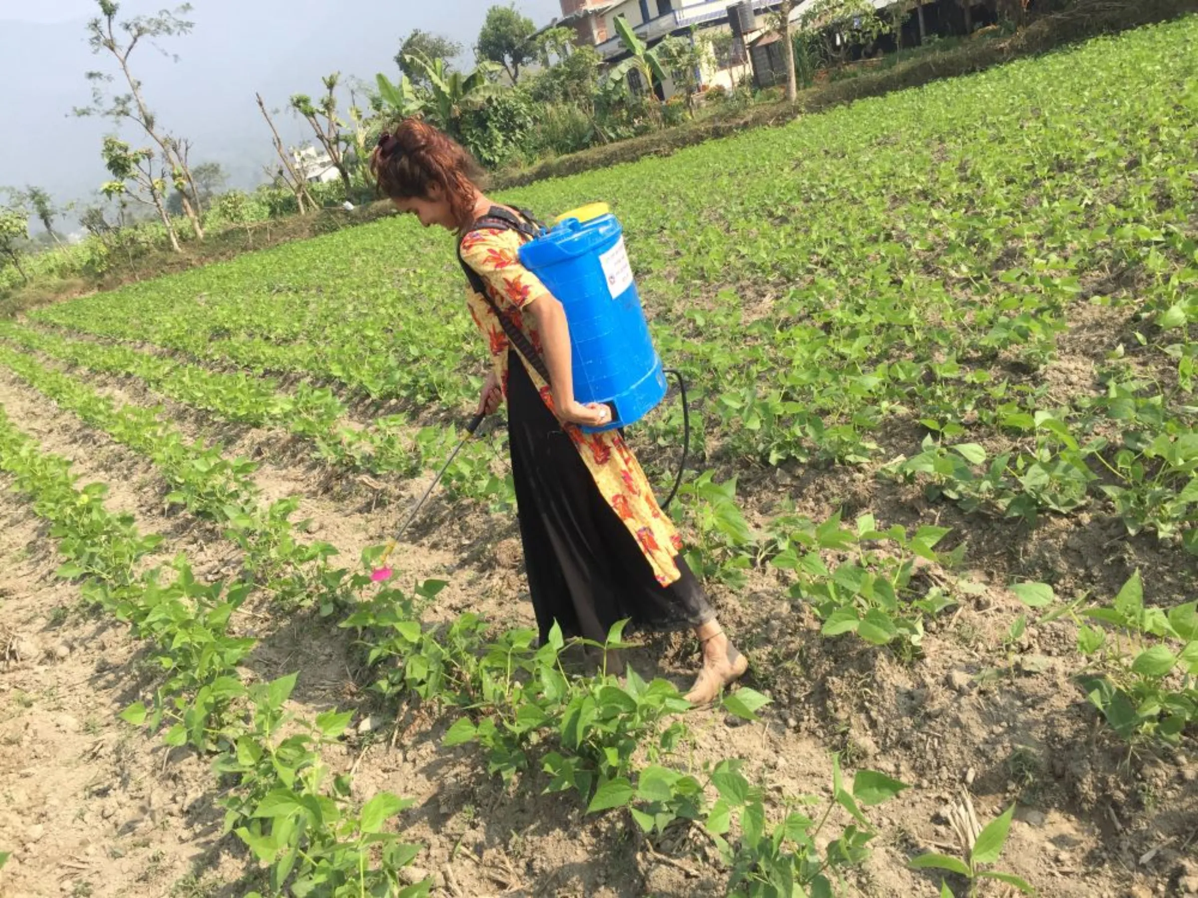 A woman uses pesticides to treat hybrid seeds in Chitwan, Nepal, November 16, 2018