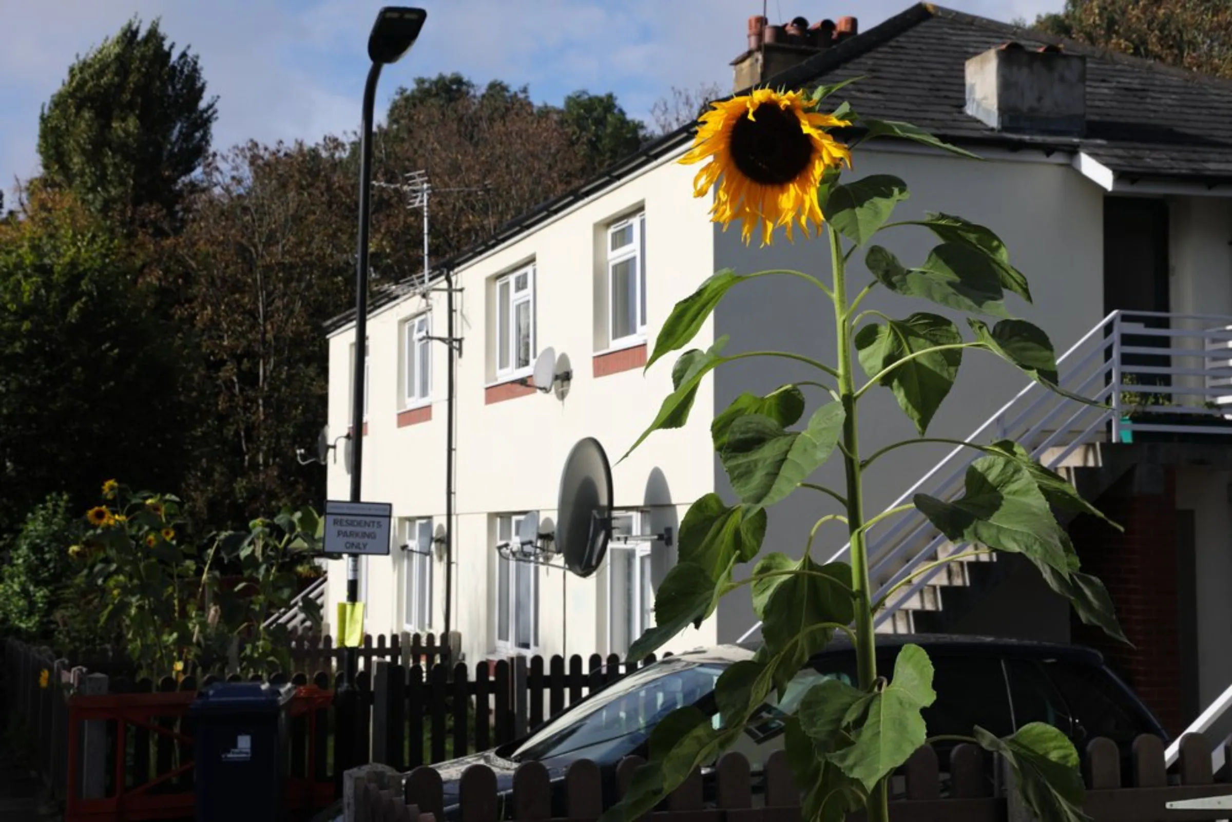 Sunflowers grow high in front of homes retrofitted with new exterior insulation in the Ealing borough of London, Britain, on October 21, 2021