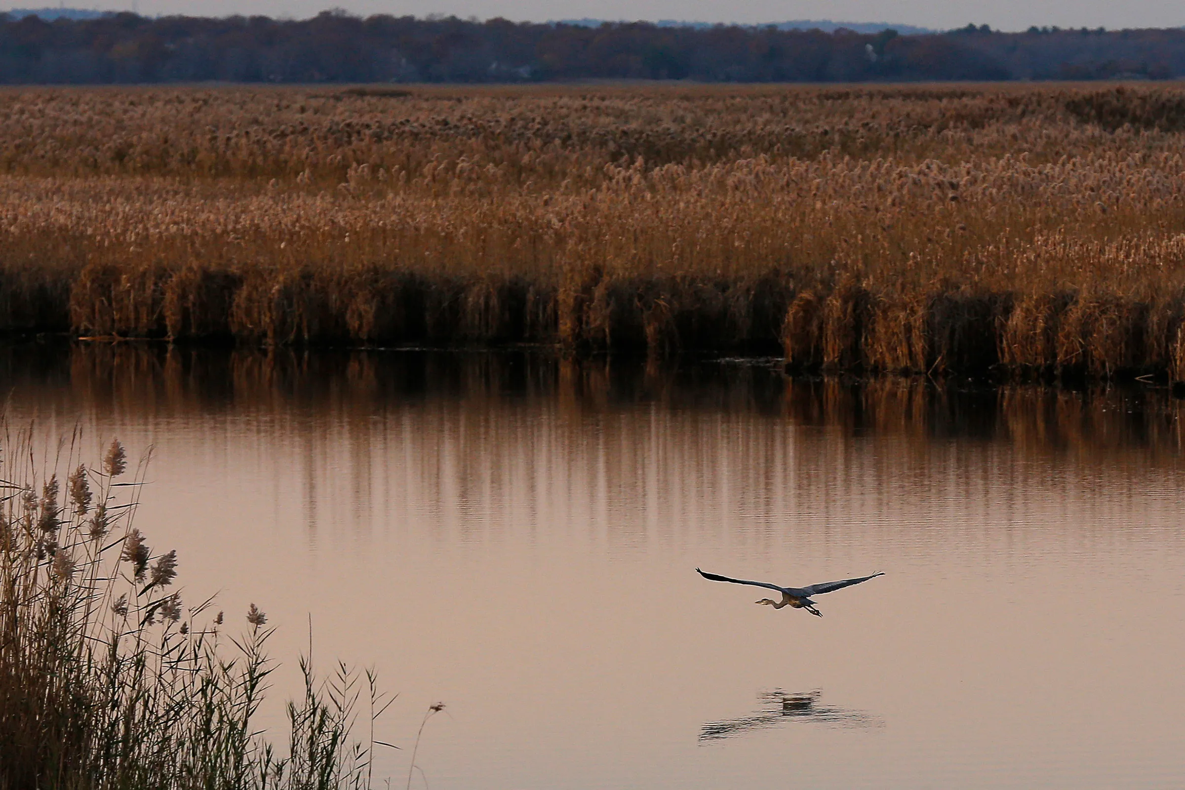 A great blue heron flies over a salt marsh in the Parker National Wildlife Refuge on Plum Island in Newbury, Massachusetts November 10, 2014. REUTERS/Brian Snyder