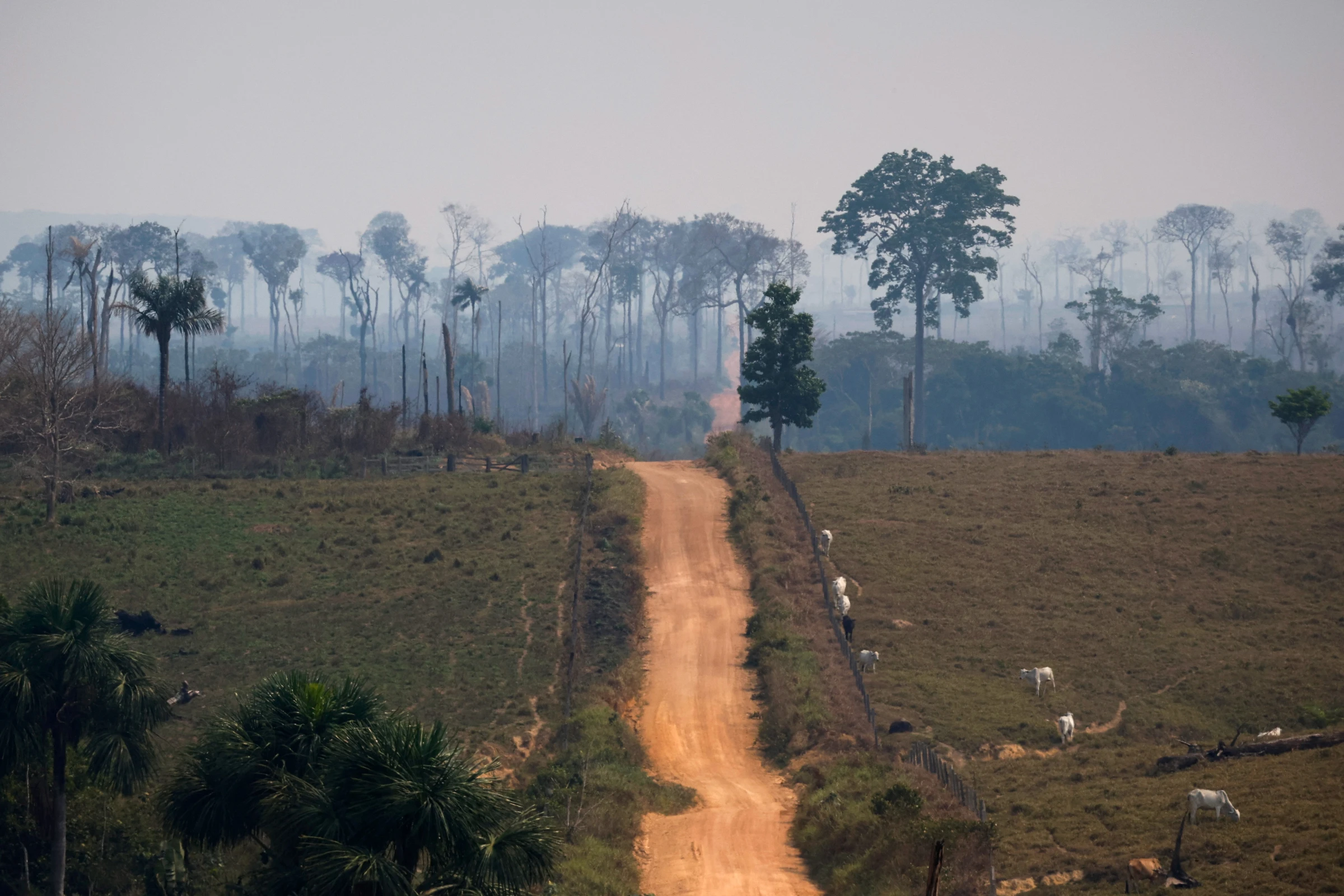 Cattle graze on deforested areas of the Ituxi ranch near Kaxarari Indigenous land, in Porto Velho, Rondonia State, Brazil August 12, 2024. REUTERS/Adriano Machado