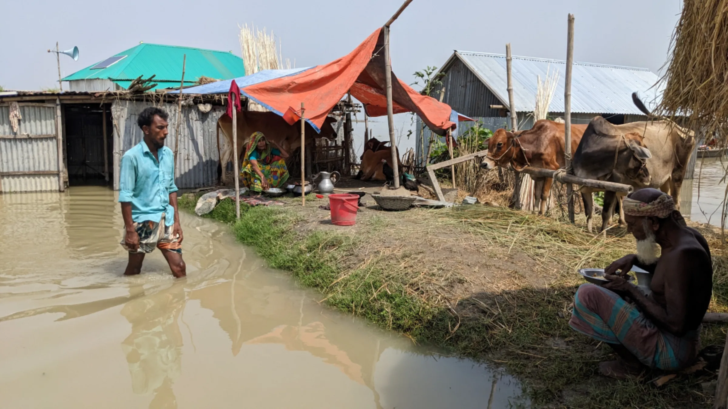 A farmer wades past his cattle in a low-lying flooded area of Kurigram, northern Bangladesh, September 15, 2023