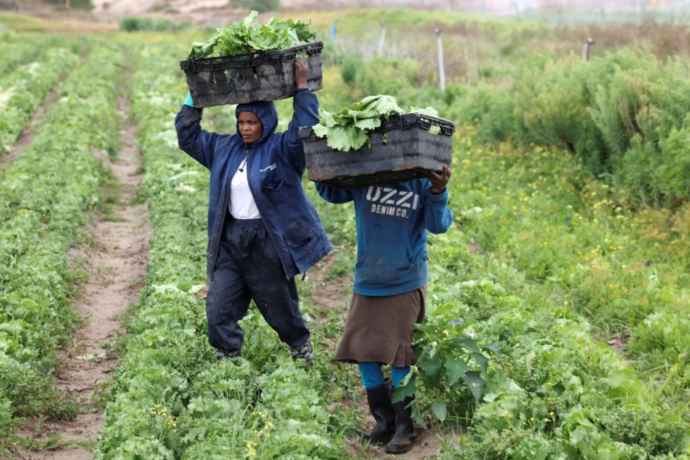 Workers carry harvested lettuce on the Gorgens Family Trust farm which has been struggling to irrigate the crops due to ongoing power cuts as a result of struggling power utility Eskom's inability to deliver electricity to South Africans, in Cape Town, South Africa, January 24, 2023