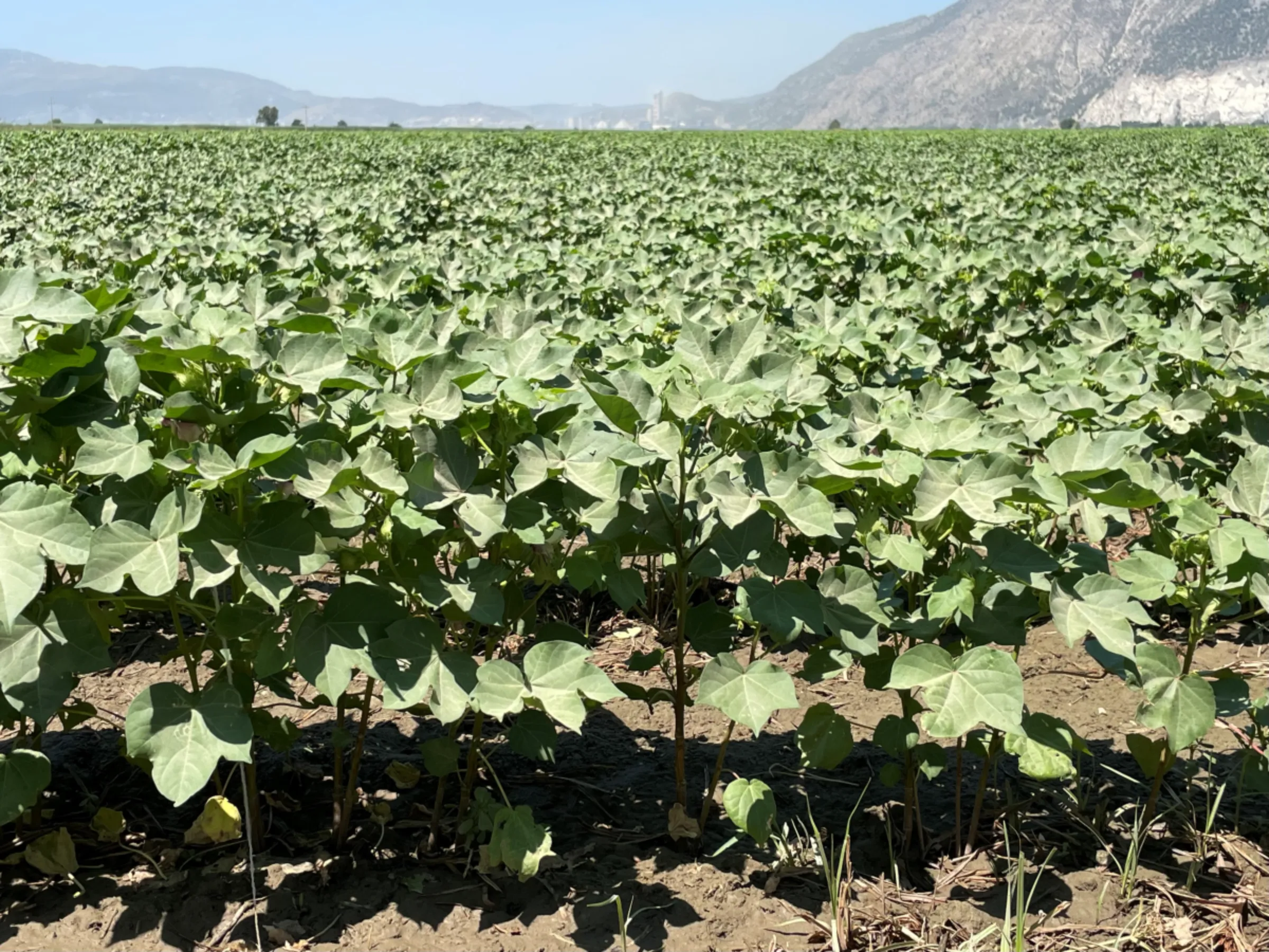 Cotton farmed using regenerative methods grows in fields owned by cotton manufacturer Soktas, Soke, Aydin, Turkey. July 17, 2023. Thomson Reuters Foundation/Beatrice Tridimas