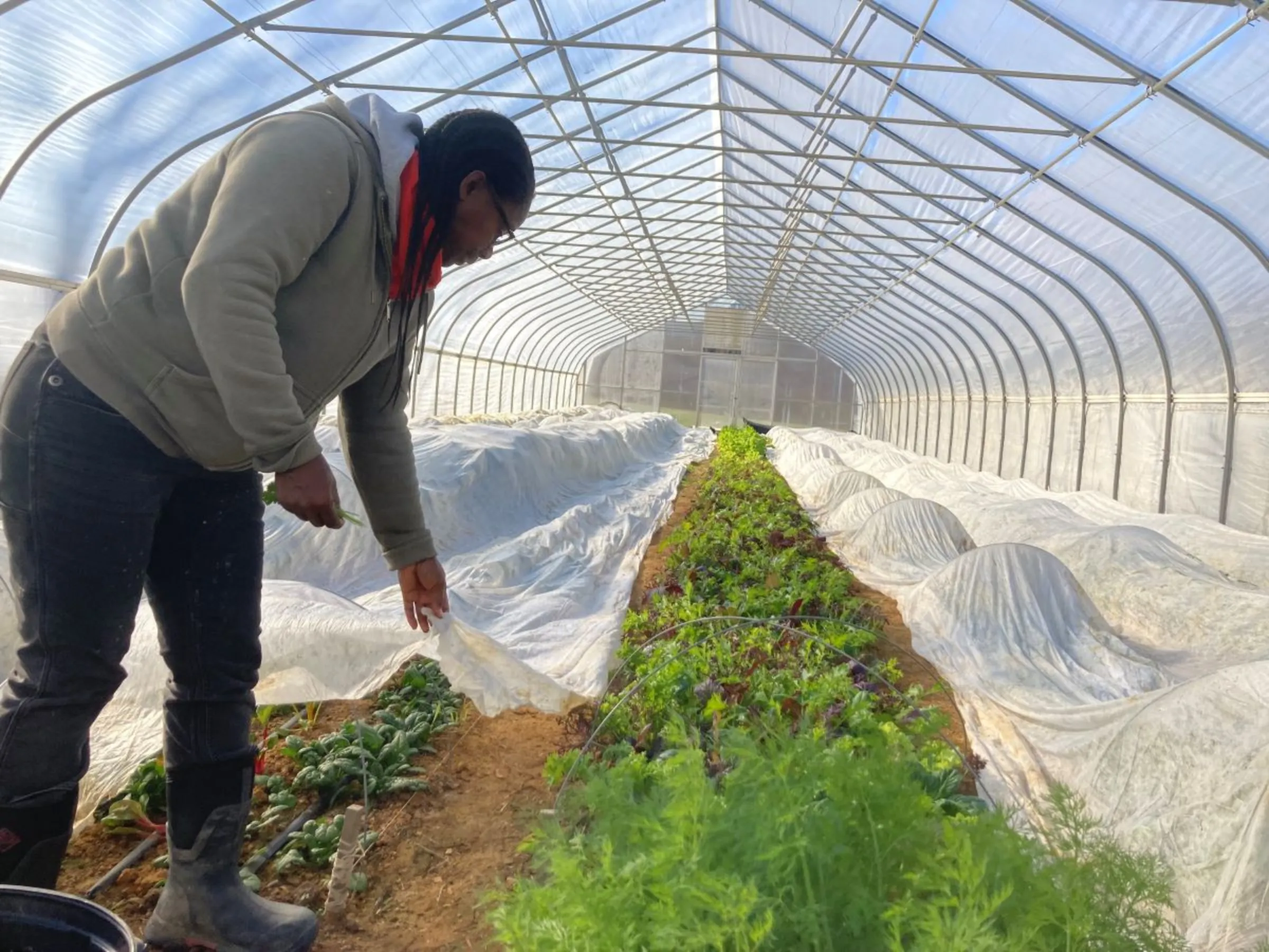 Farmer Gale Livingstone looks over vegetables growing in a greenhouse in Upper Marlboro, Maryland, on November 21, 2022