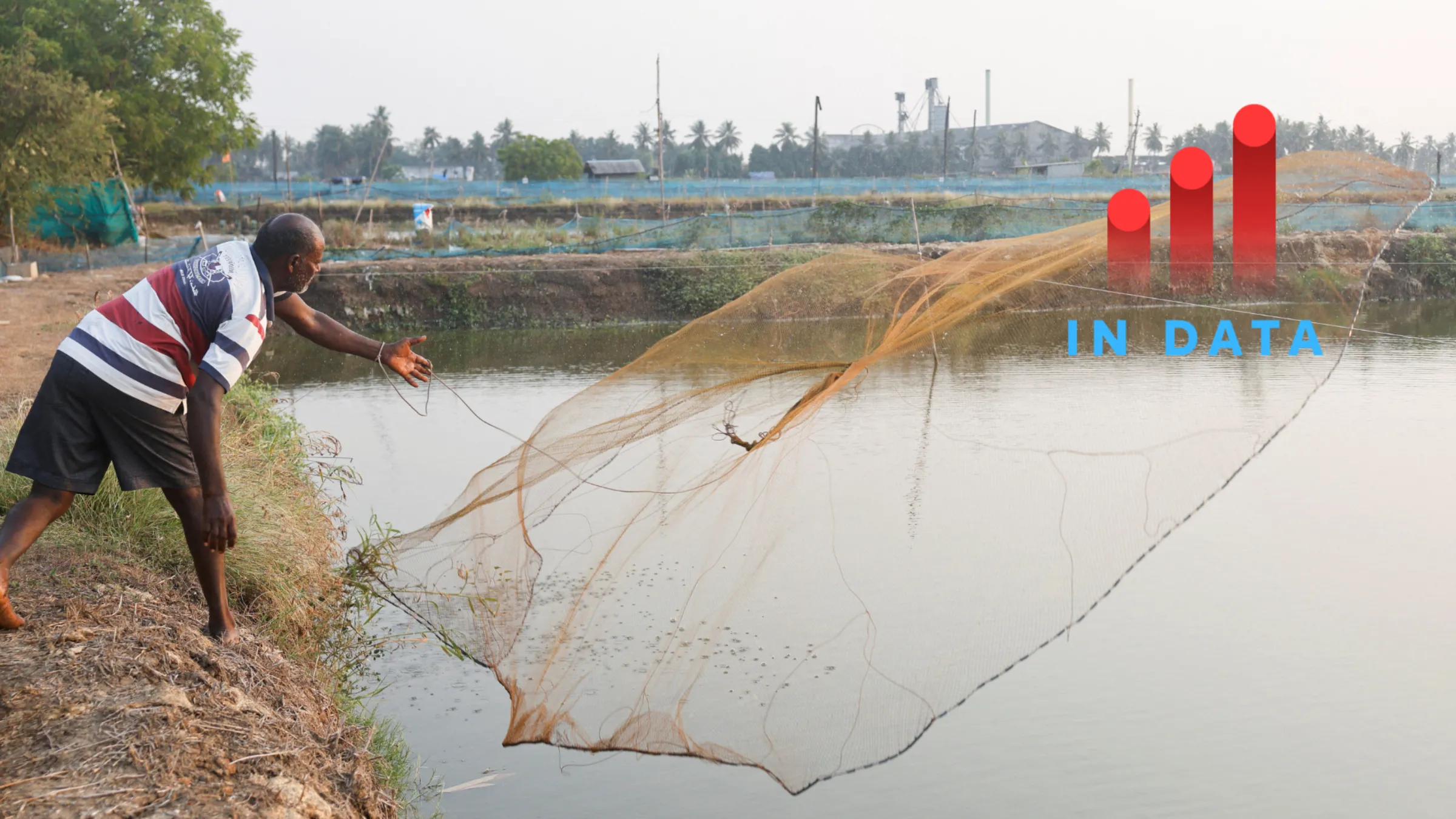 A farmer casts a net to catch fresh live shrimps on a shrimp farm in Ganapavaram village of Eluru district in Andhra Pradesh, India, April 11, 2025. REUTERS/Sahiba Chawdhary