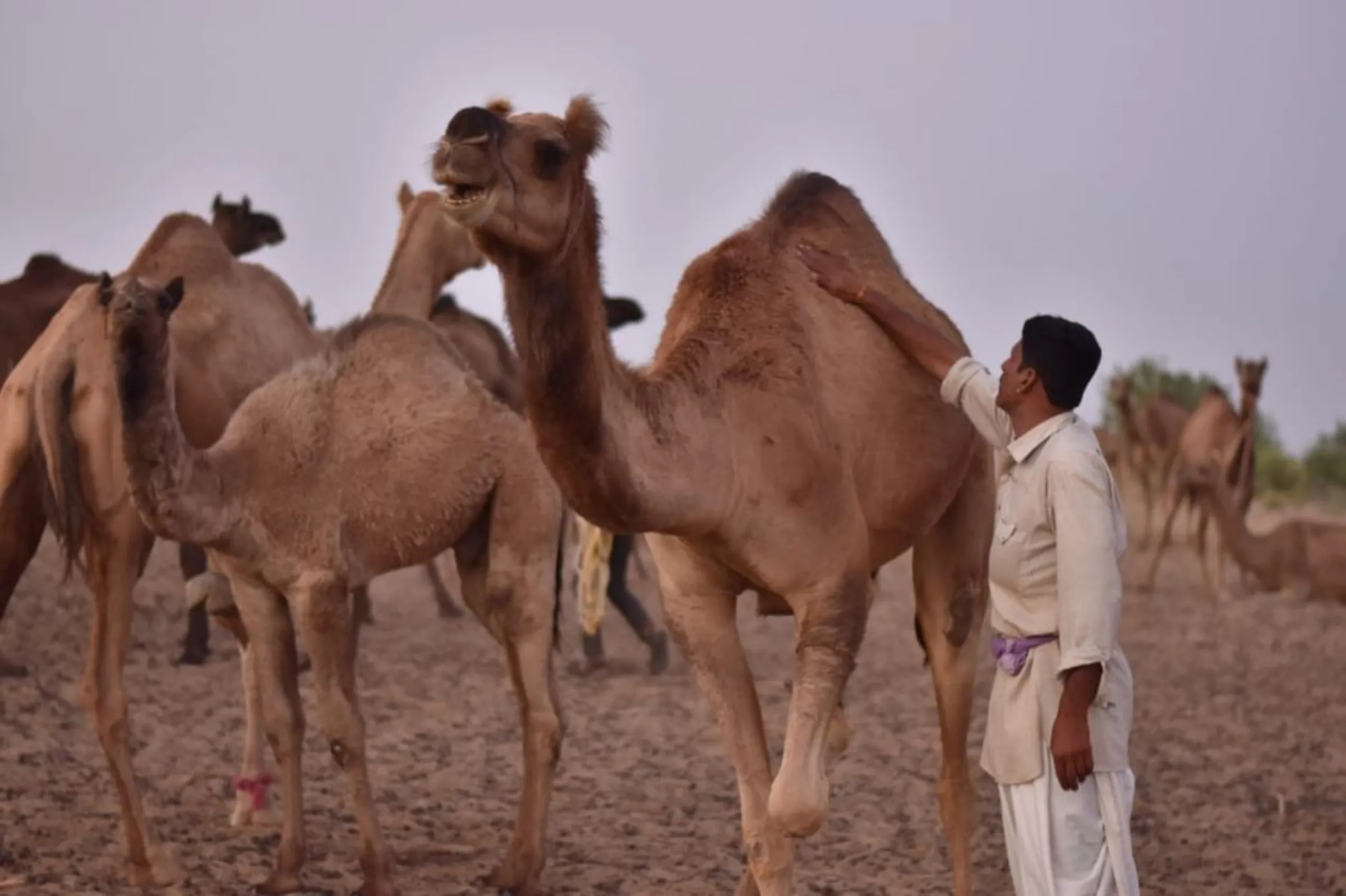 A herder pats his camel his Grandhi village of Rajasthan, India January 14, 2023. Desert Resource Centre /Handout Via Thomson Reuters Foundation