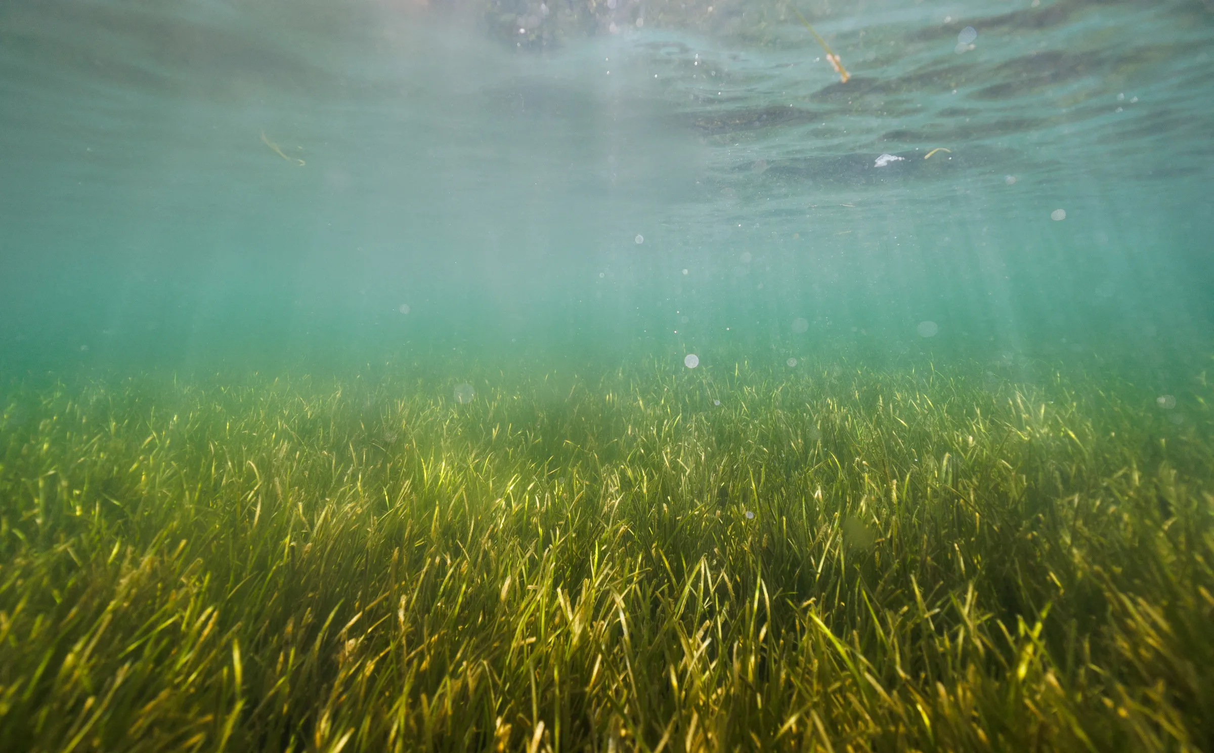 The sun lights up a seagrass meadow close to the beach of Falckenstein, near Kiel, Germany, July 10, 2023. REUTERS/Lisi Niesner