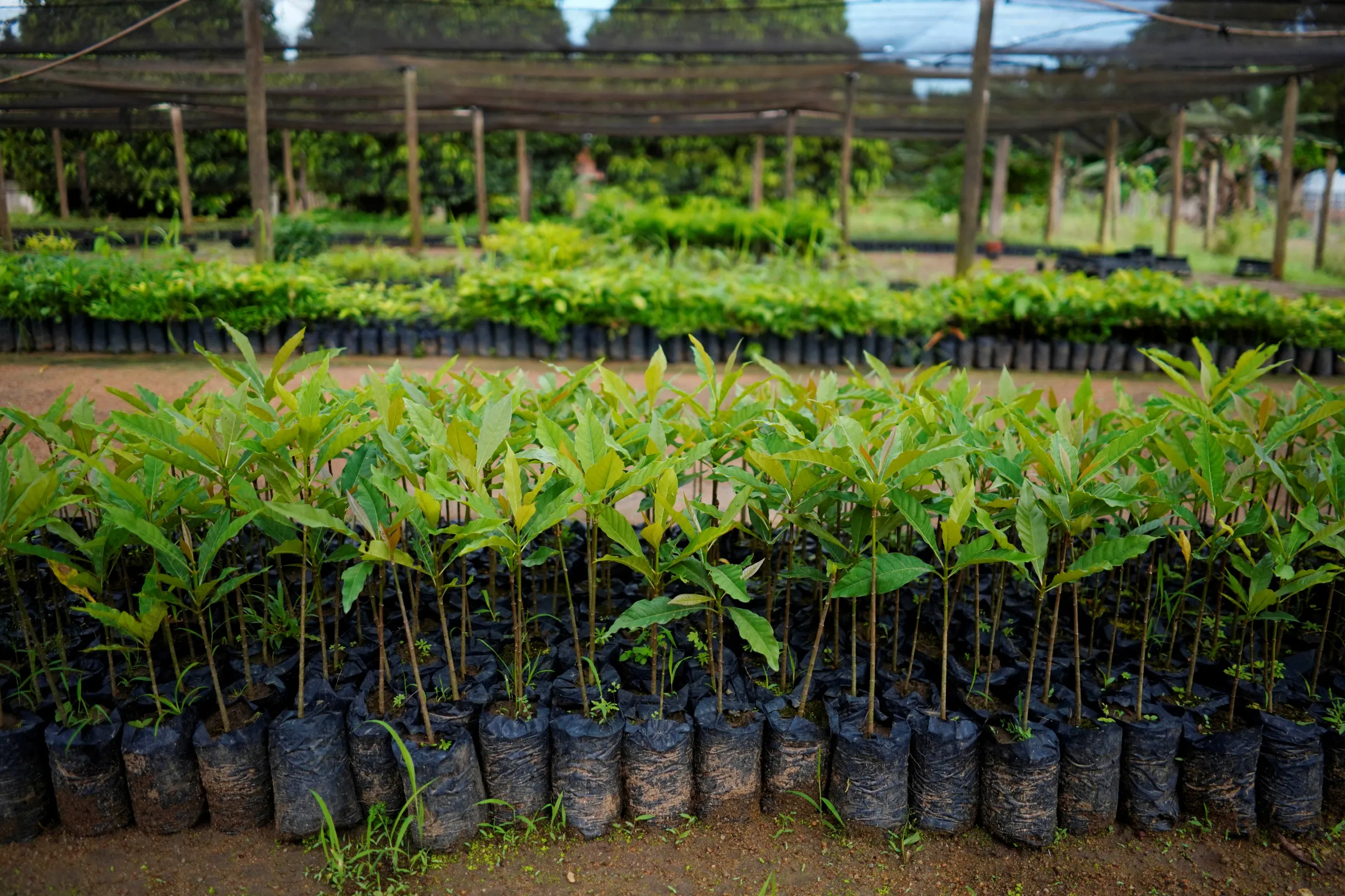 Saplings grown at the nursery of the nonprofit environmental group Rioterra, await planting to restore areas of a nearby rainforest, at the Jamari National Forest, in Itapua do Oeste, Rondonia state, Brazil, February 18, 2020. REUTERS/Alexandre Meneghini