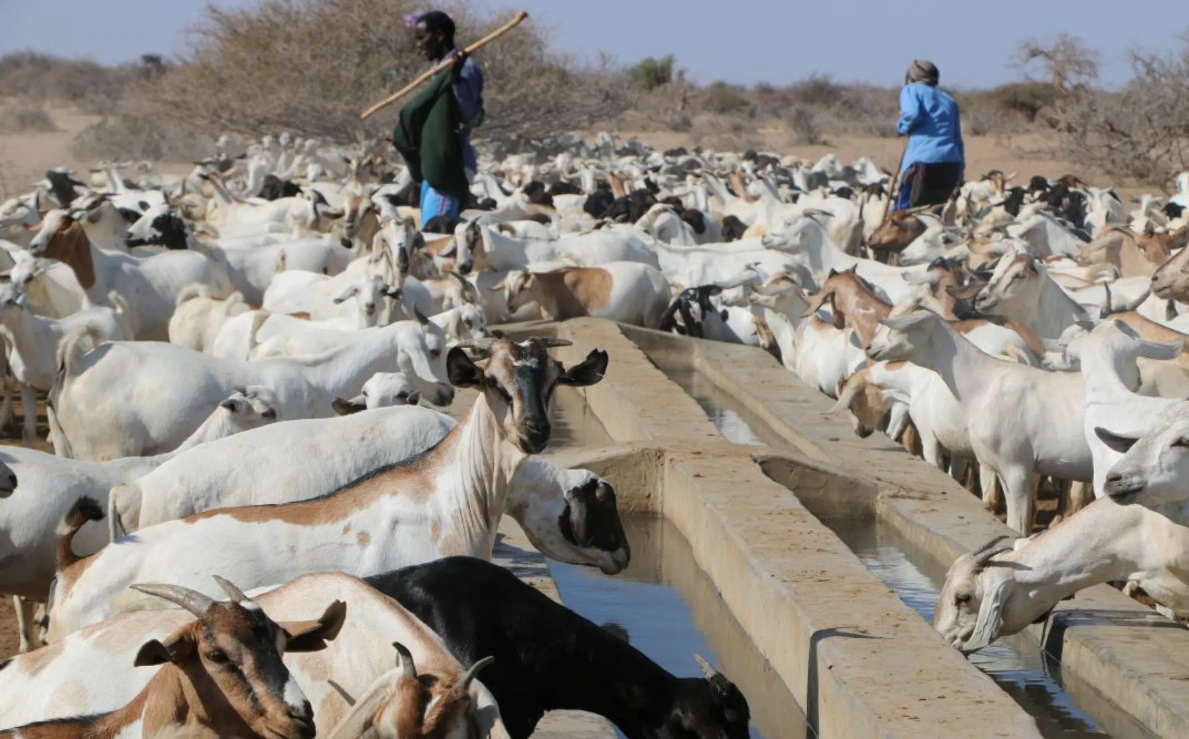 Rehabilitated water troughs, where communities water their animals in Isiolo County, funded by climate financing, Kenya, 2018