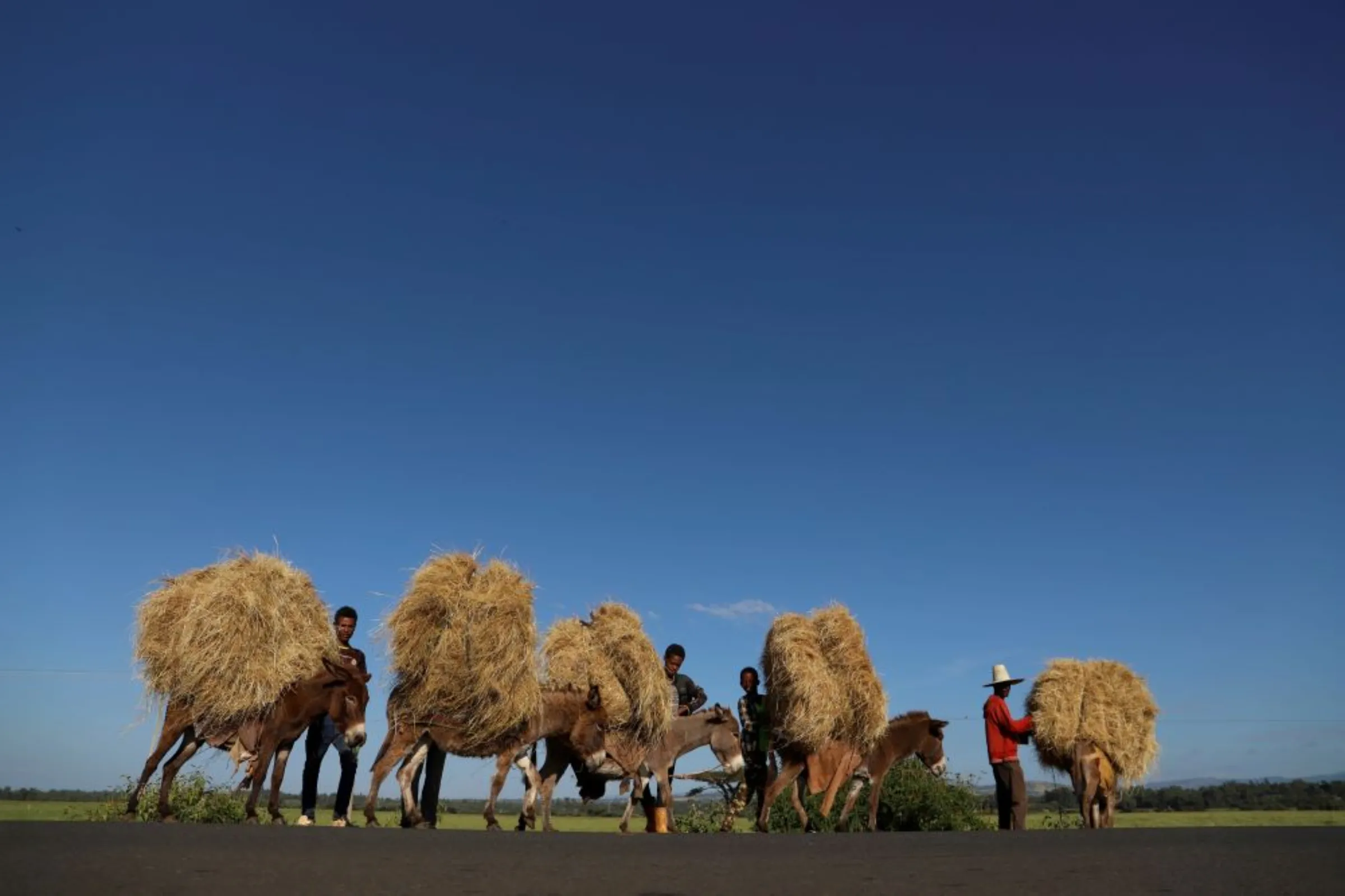 Farmers transport teff from their farm in the town of Woliso, Oromia region, Ethiopia, October 22, 2018
