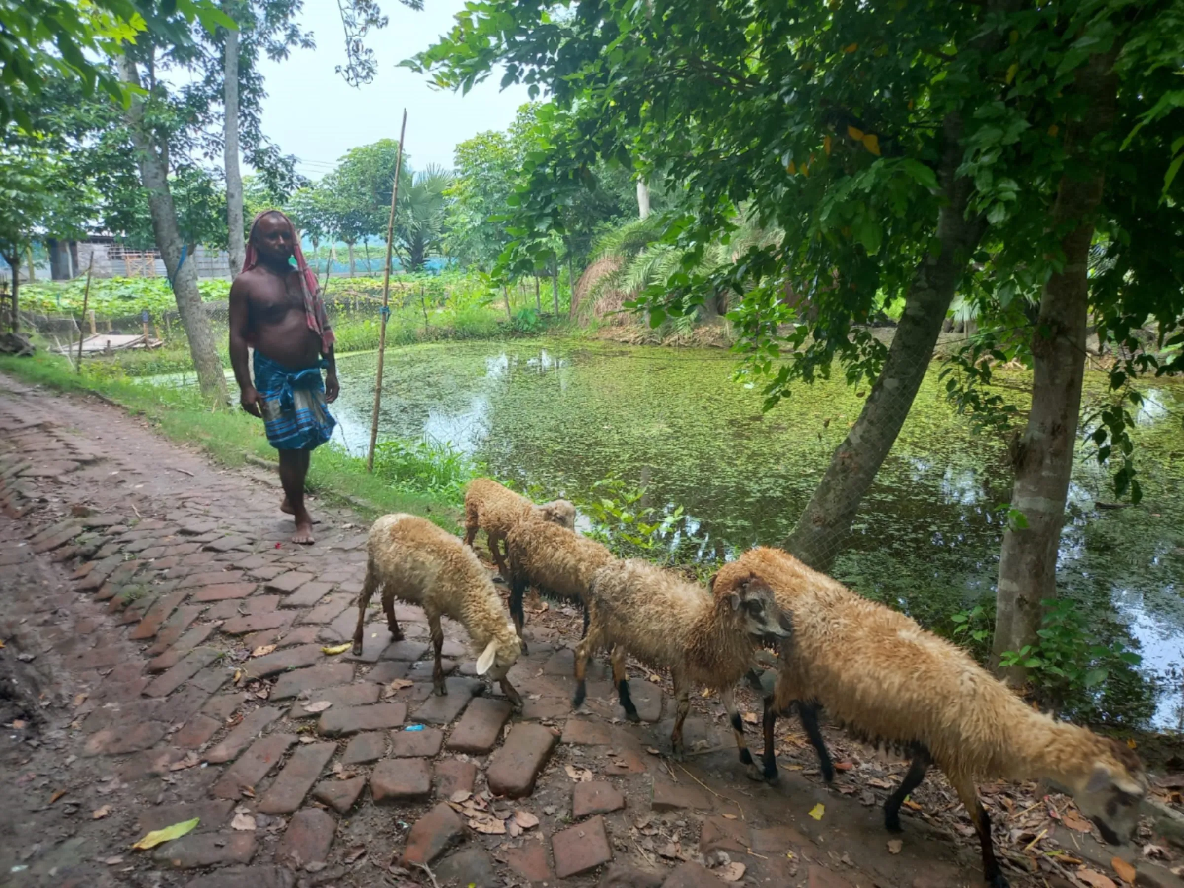 A shepherd brings a flock of sheep owned by Josna Ray, a farmer from Dacope, Khulna, Bangladesh, August 16, 2023