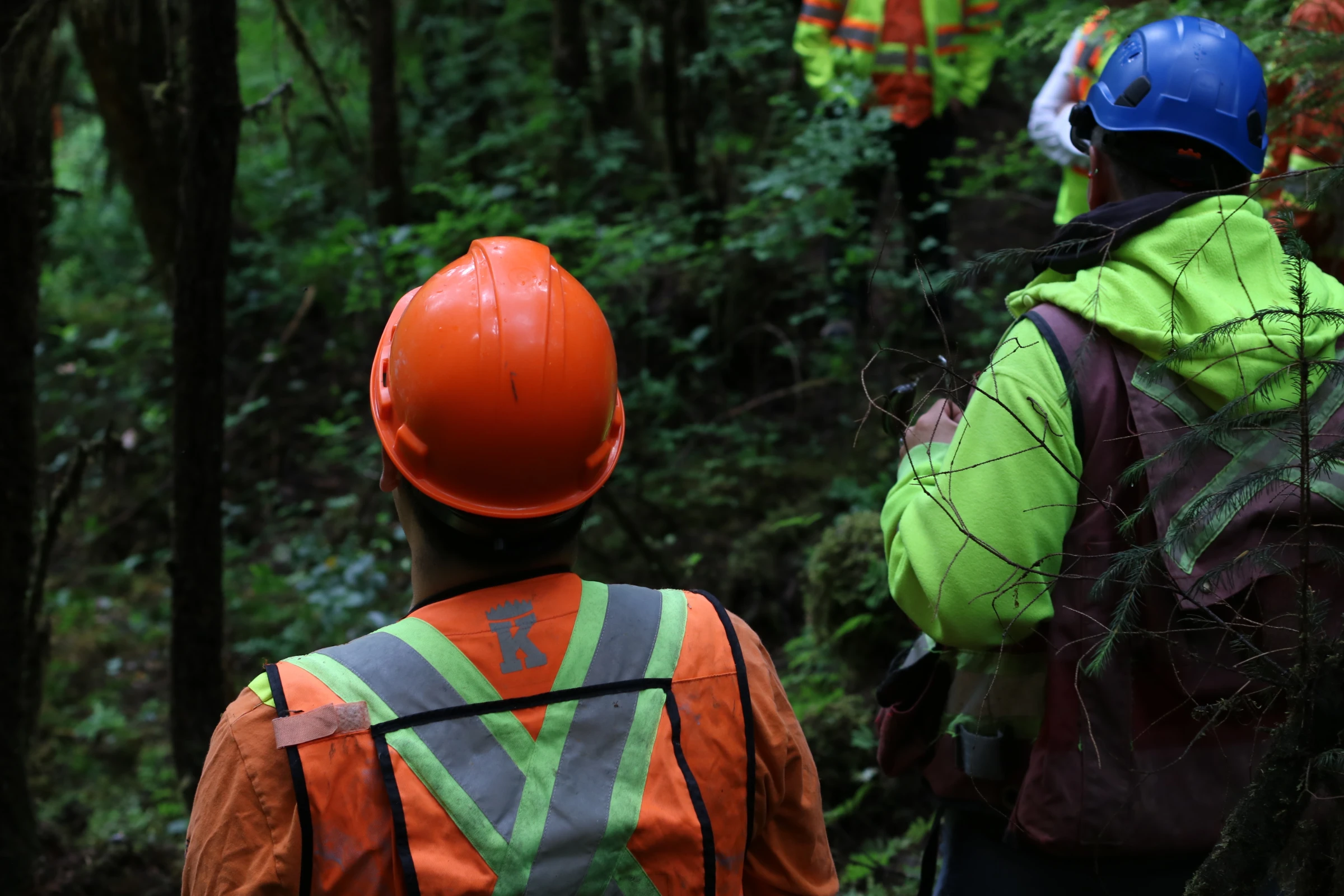 Taan Forest workers show markings for protected trees in the temperate rainforest of Haida Gwaii on Graham Island, Canada. July 24, 2024. Thomson Reuters Foundation/Jack Graham