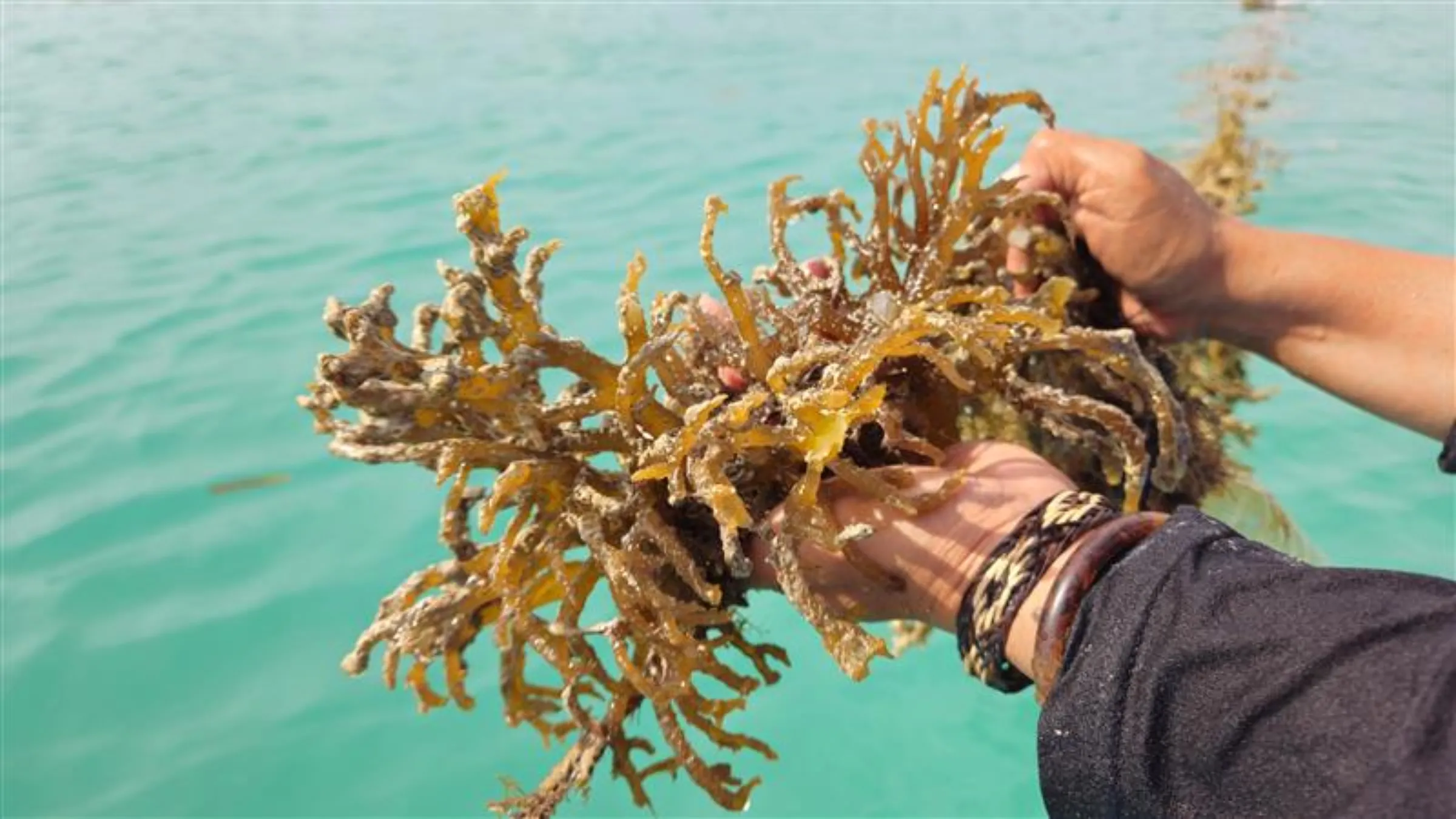 Asmania shows a cluster of golden-brown seaweed with white patches, indicating damage from warming waters, off the coast of Pari Island, North Jakarta, Indonesia, October 30, 2025. /Leo Galuh