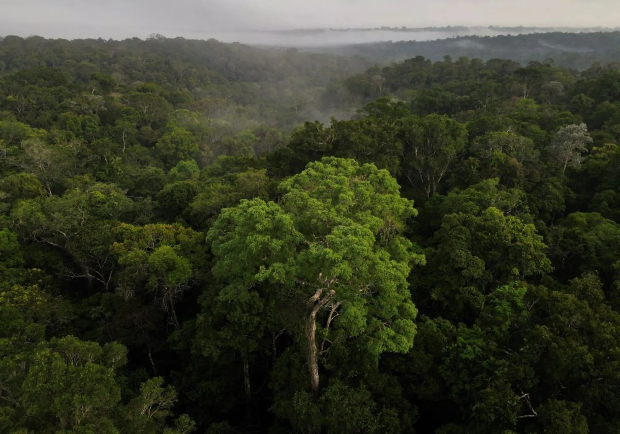 An aerial view shows trees as the sun rises at the Amazon rainforest in Manaus, Amazonas State, Brazil October 26, 2022