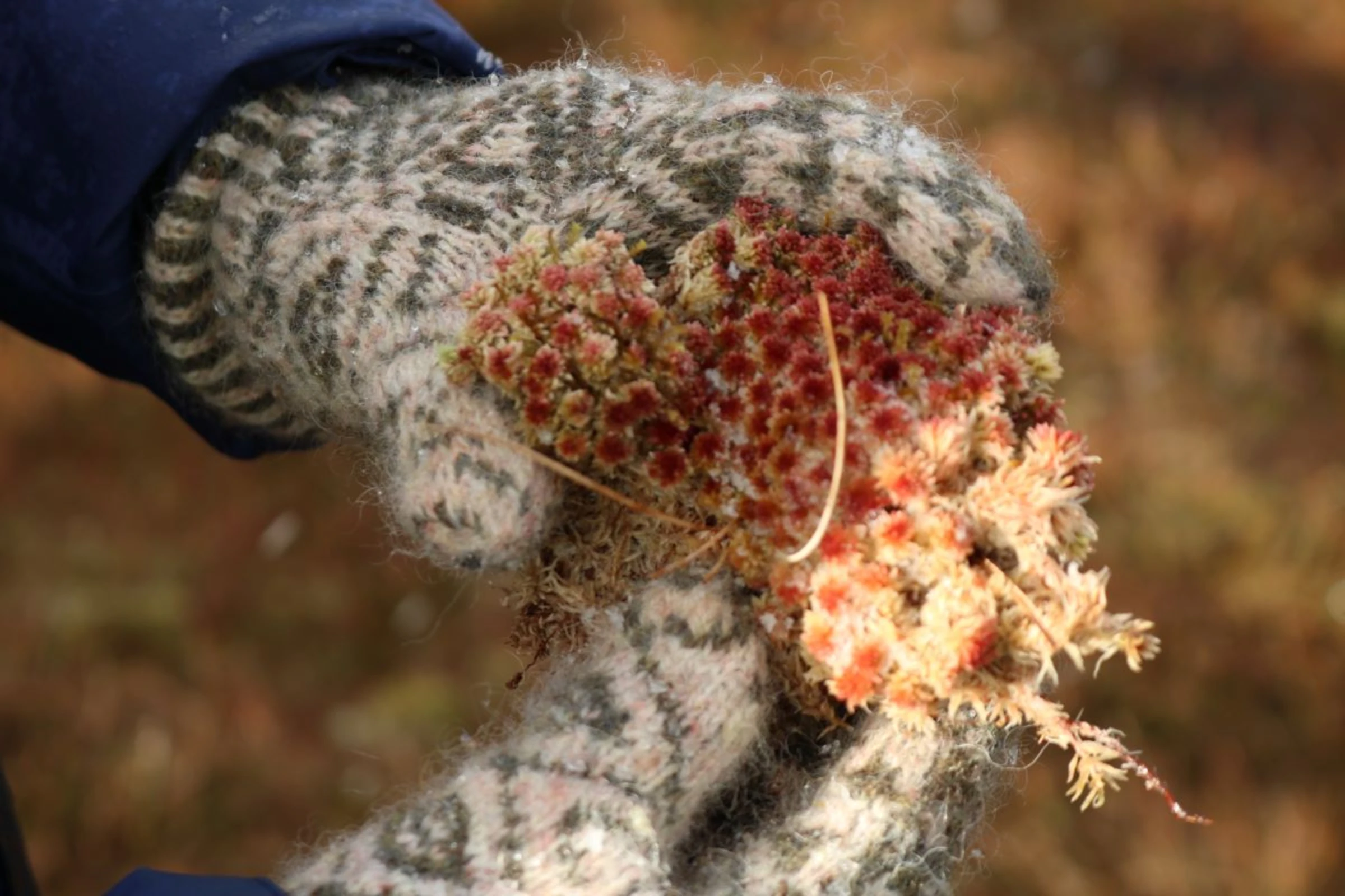 Sue White holds sphagnum moss, which is used in a patchwork of mosses and heathers to cover and protect peat from the elements, at a peatland restoration site on Mainland island near Tresta hamlet, Shetland, Scotland, November 1, 2023. Thomson Reuters Foundation/Jack Graham