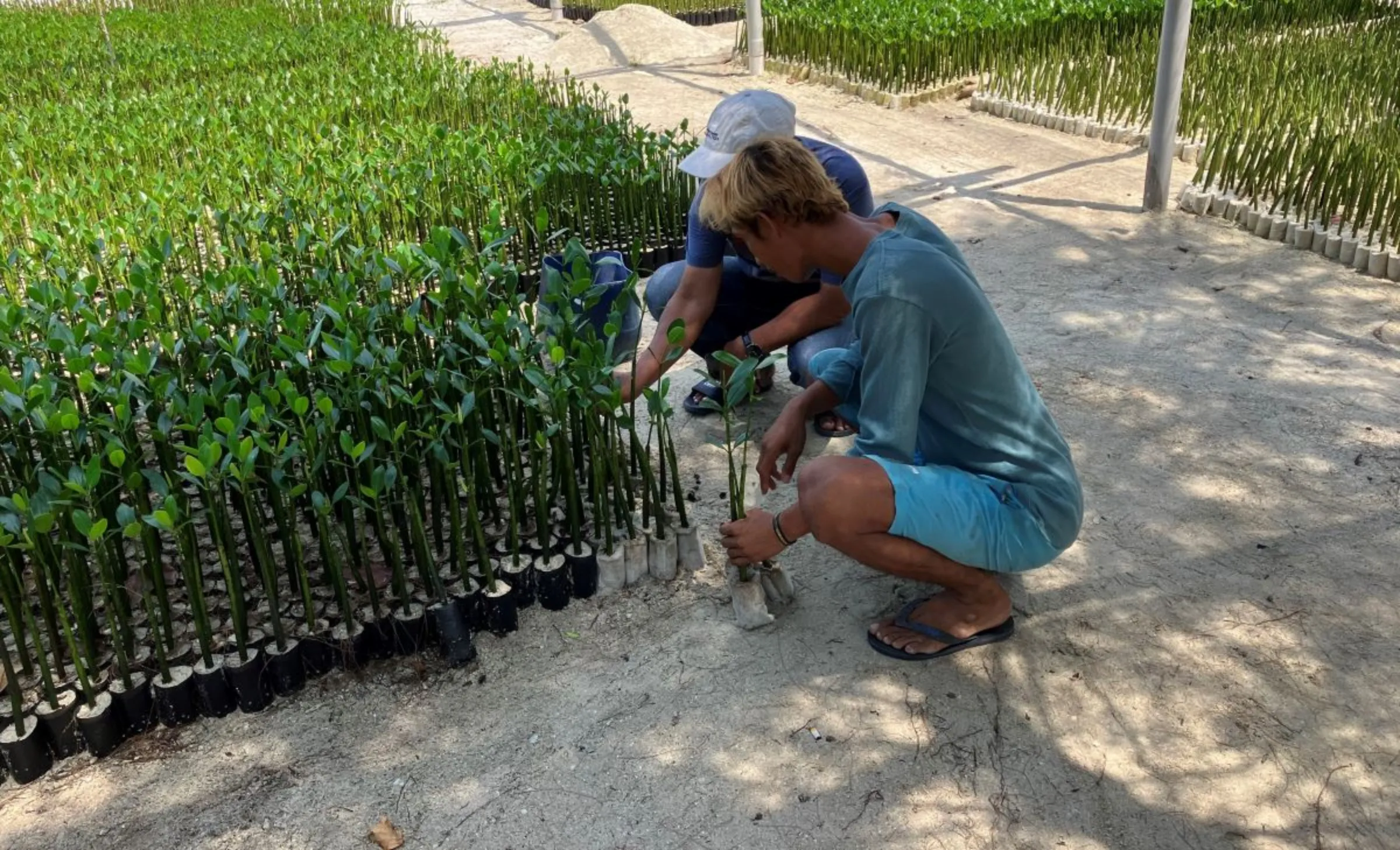 Mangroves seedlings at a planting project along the coastal areas of Harapan island, north of Jakarta, Indonesia on August 10, 2023
