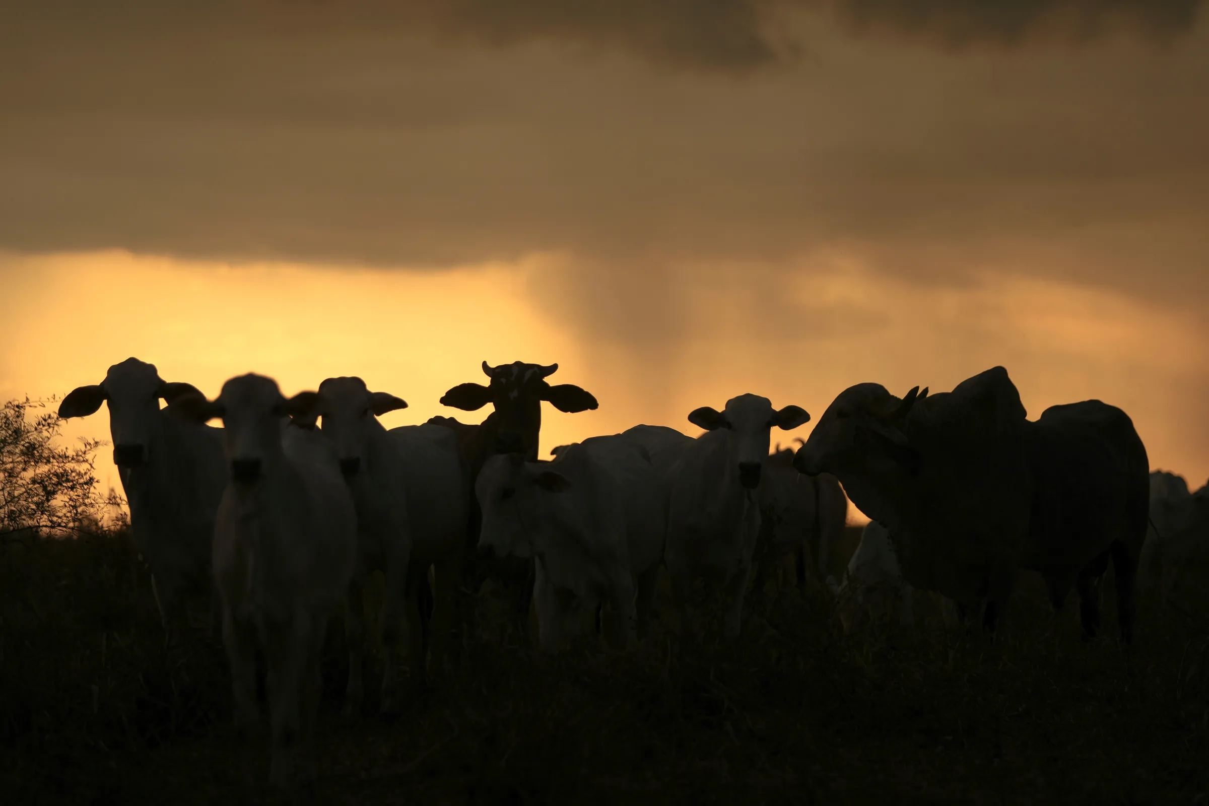 A herd of cows is silhouetted against an orange sky