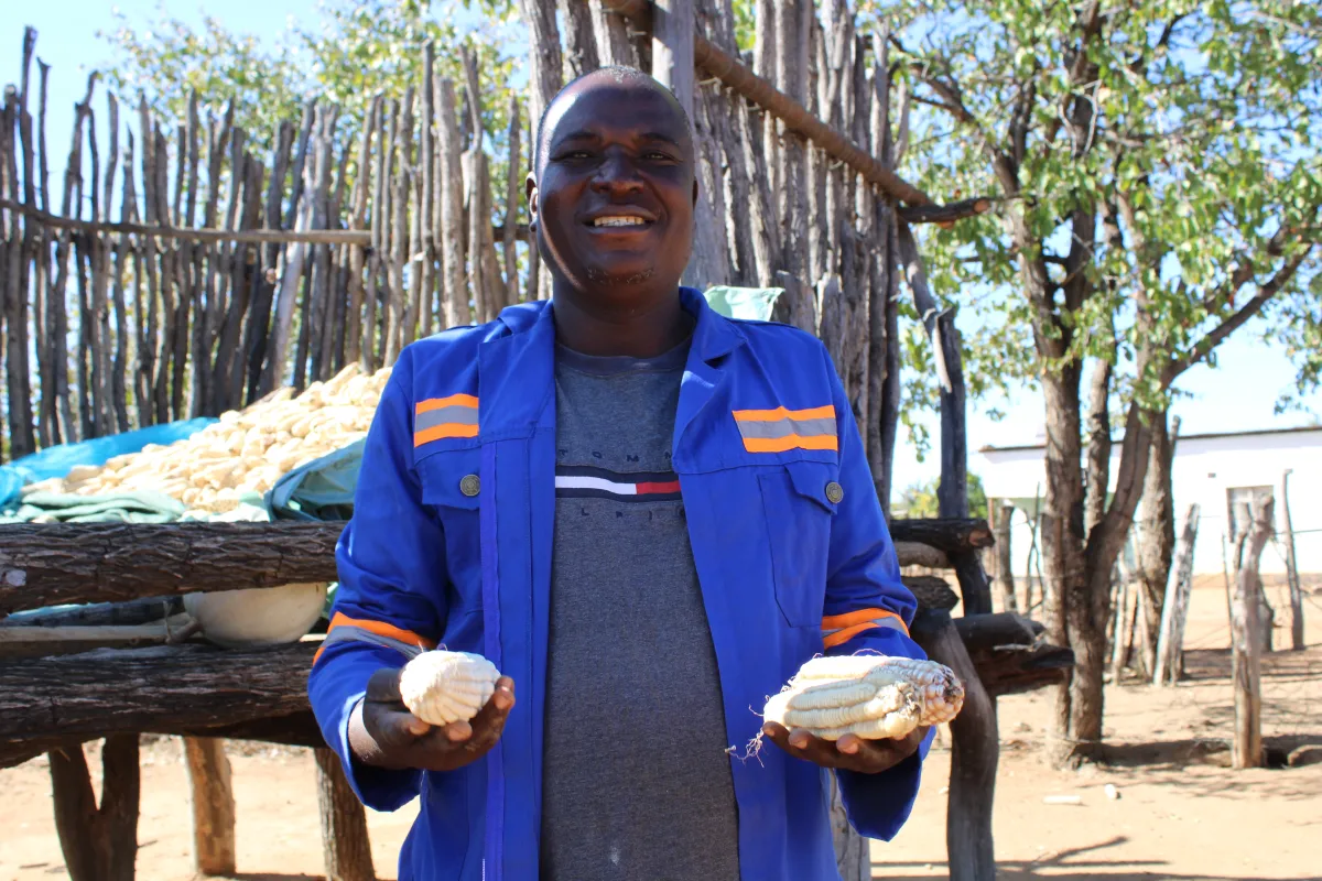 Farmer Bongani Ndlela harvested four bags of maize following a poor rainy season in Bubi, Zimbabwe