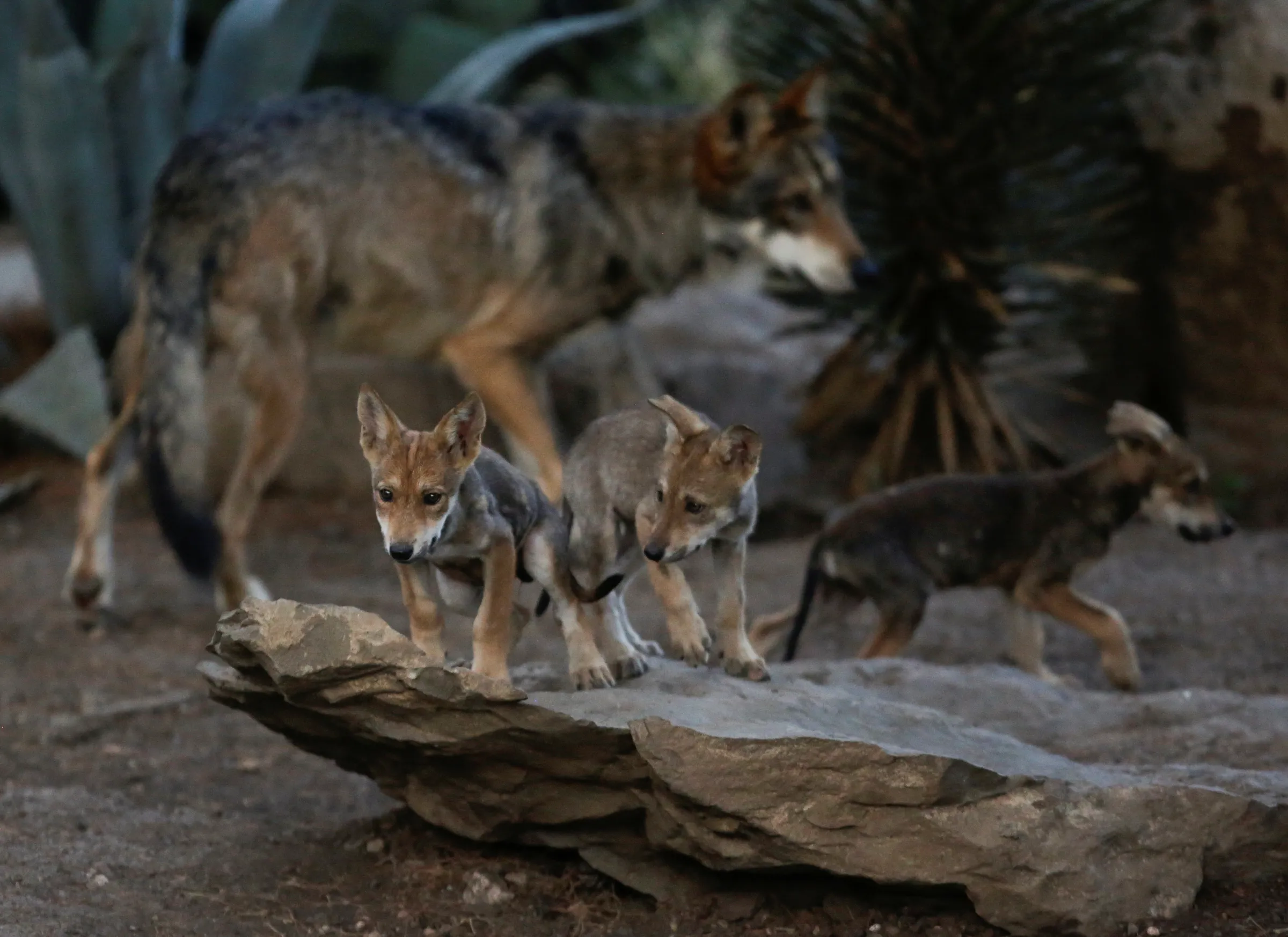 Mexican gray wolf cubs, an endangered native species, are seen in their enclosure at the Museo del Desierto in Saltillo, Mexico July 2, 2020. REUTERS/Daniel Becerril