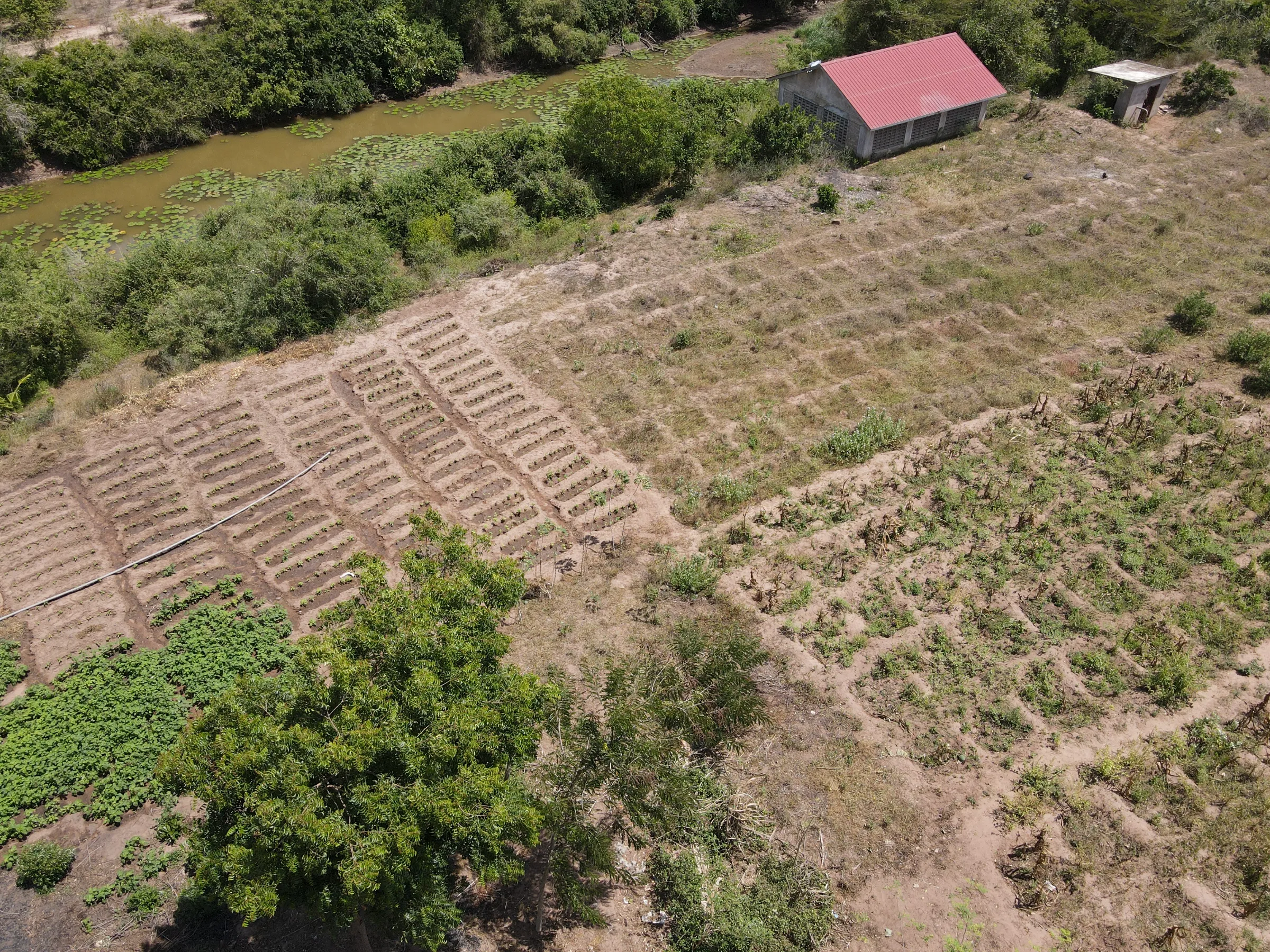 The fields of Teresa Kahindi in Kilifi County, Kenya, which have been adapted to maximise water use, August 5, 2024. Thomson Reuters Foundation/Peter Yeung