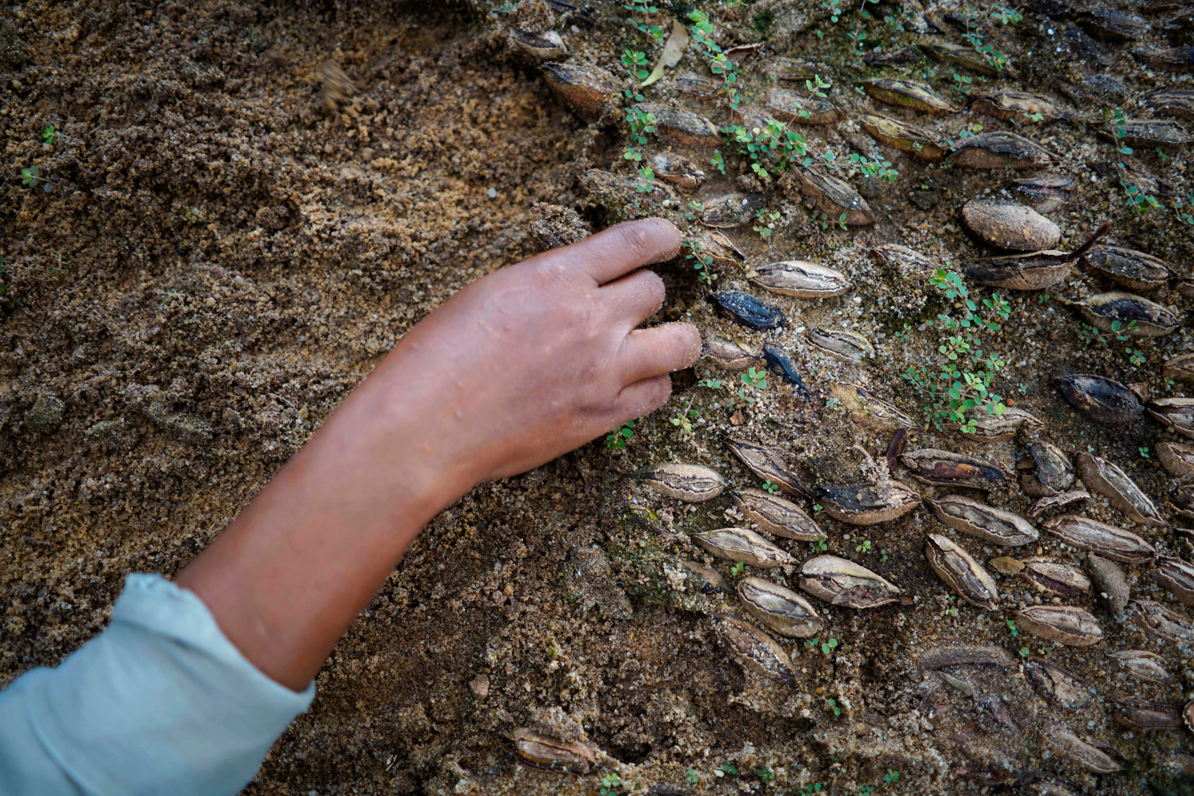A staffer prepares seeds for germination at the Jamari National Forest in Itapua do Oeste, Rondonia state, Brazil February 18, 2020. REUTERS/Alexandre Meneghini
