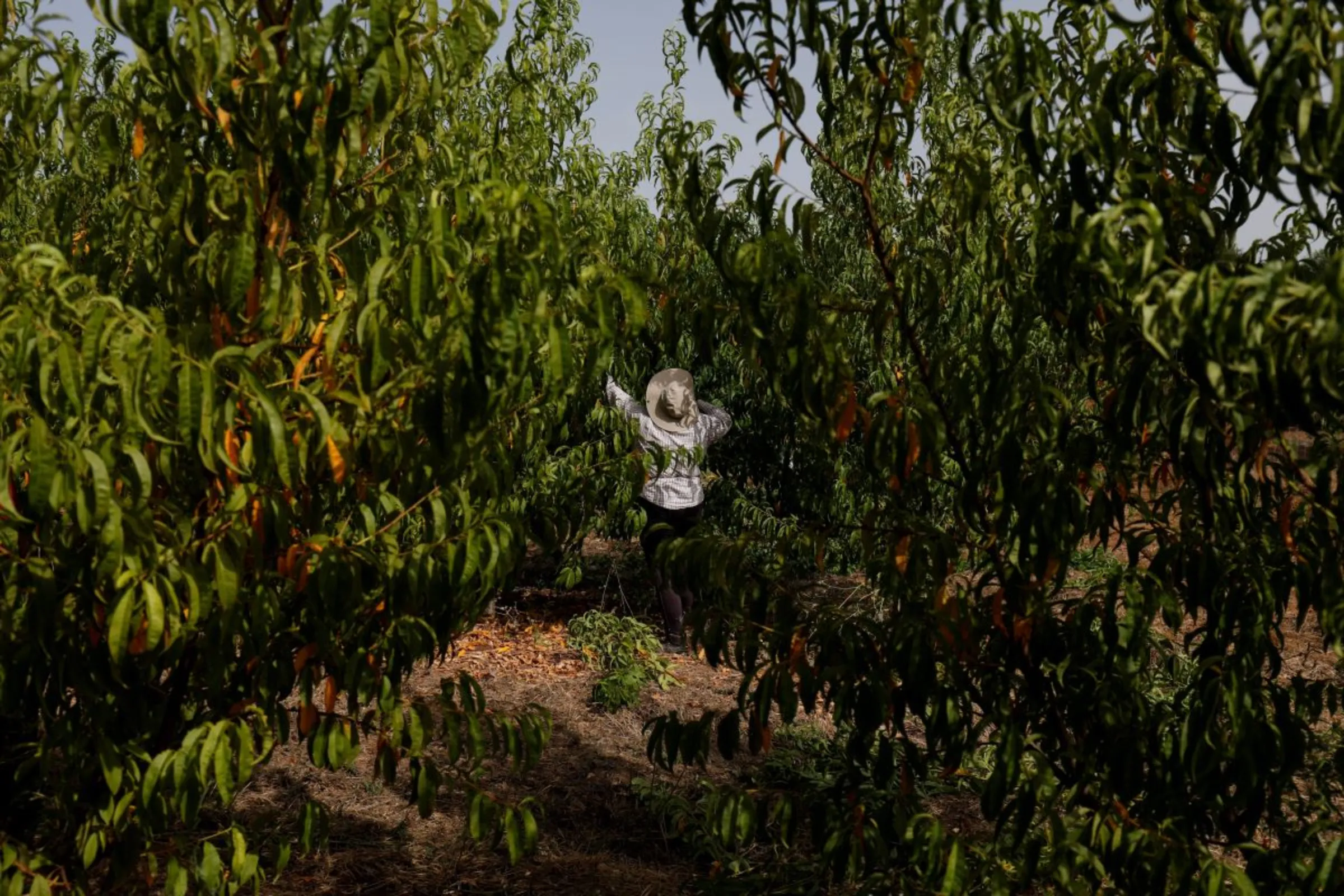 A woman prunes a peach tree on an intensive farm at Alqueva region, Portugal, August 2, 2018