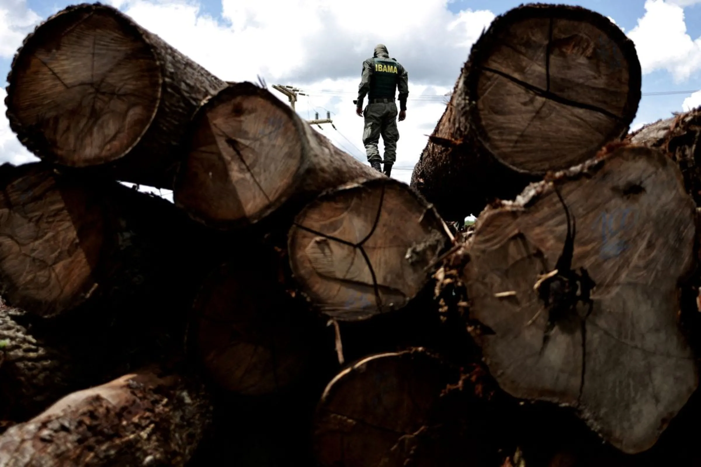An agent of the Brazilian Institute for the Environment and Renewable Natural Resources (IBAMA) inspects a tree extracted from the Amazon rainforest, in a sawmill during an operation to combat deforestation, in Placas, Para State, Brazil January 20, 2023. REUTERS/Ueslei Marcelino