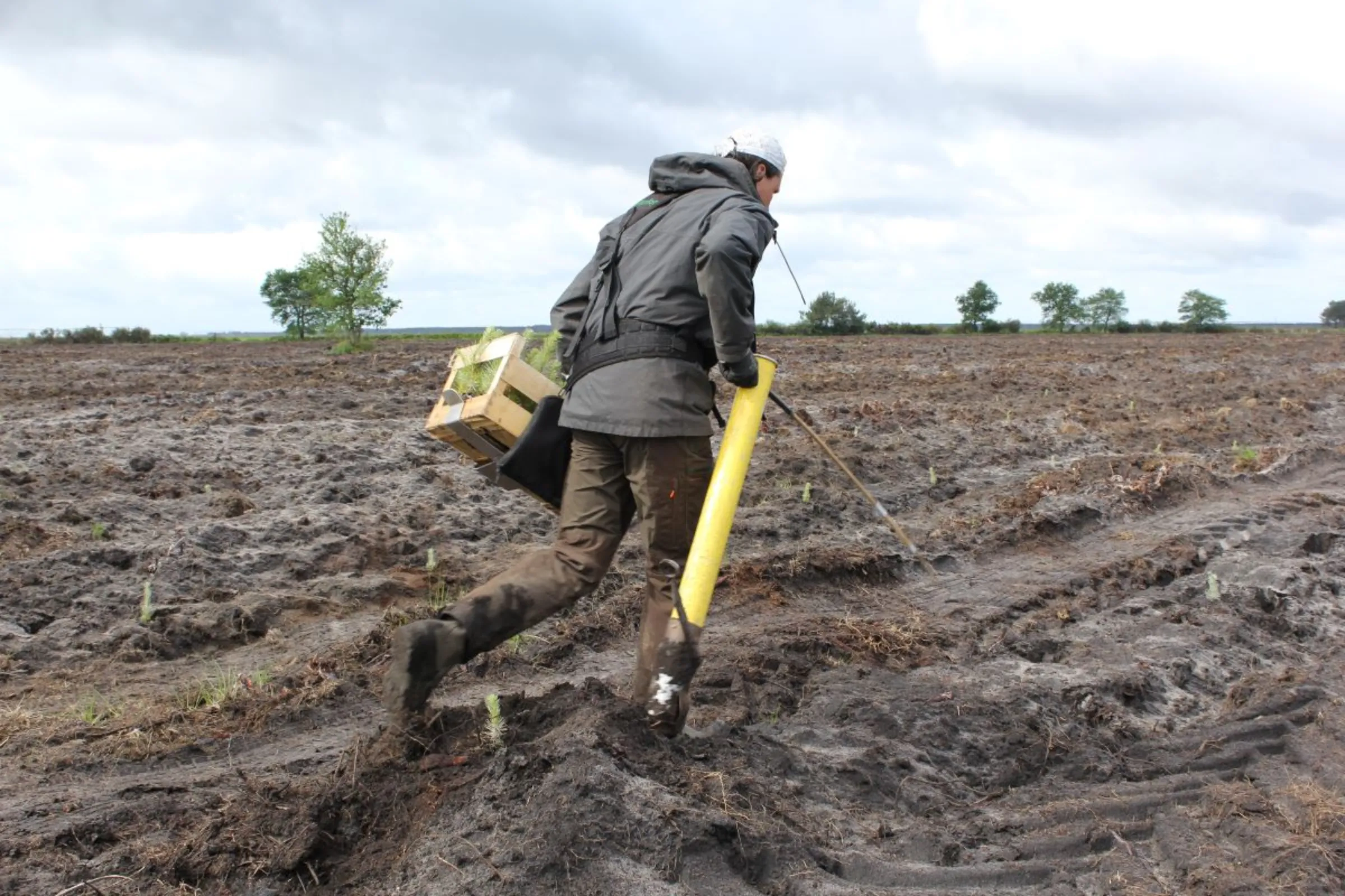 Maritime pine trees being replanted near Sanguinet in southwestern France. May 11, 2023