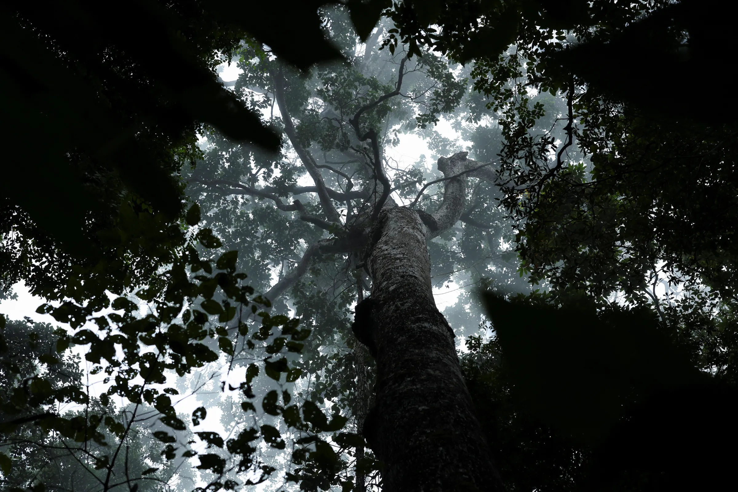 A view of trees amid morning fog in the middle of a vast rainforest preserve, at Carajas National Forest in the Amazonian state of Para, Brazil, October 8, 2025. REUTERS/Jorge Silva