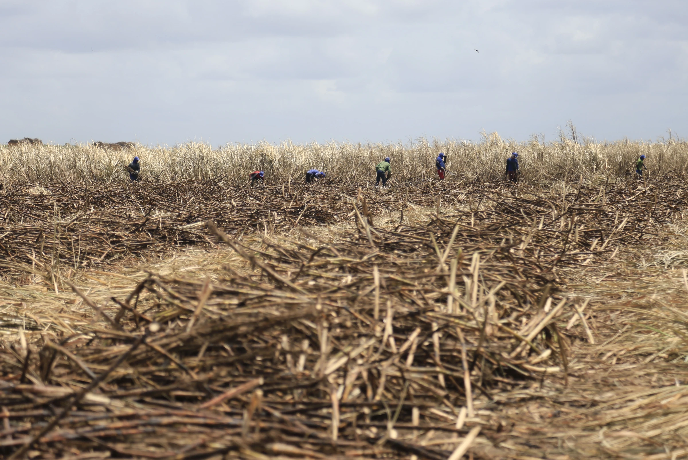 Sugarcane is harvested by workers in a plantation near Maceio, Brazil, on September 27, 2021. Thomson Reuters Foundation/Ailton Cruz