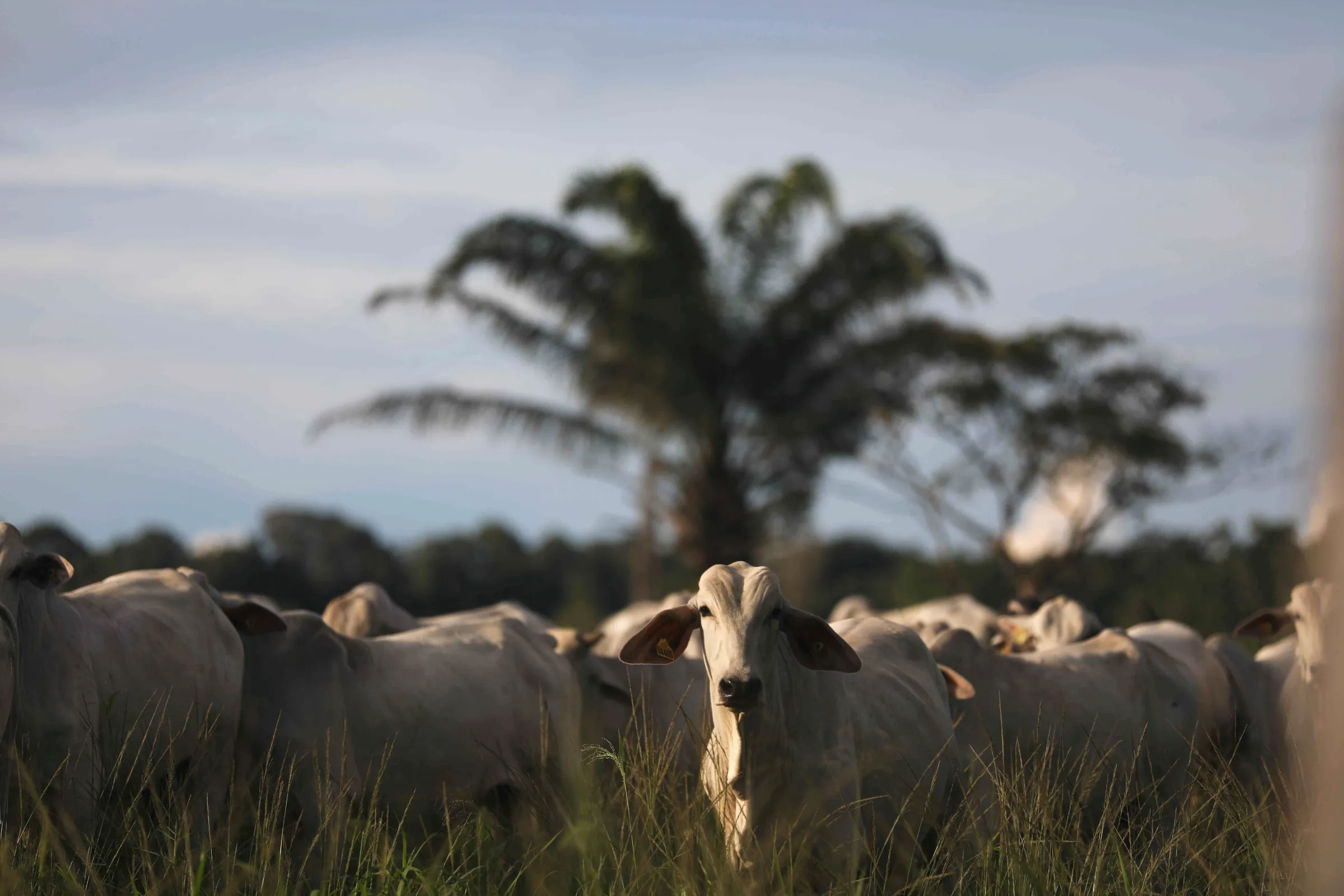 Cattle are seen at the Marupiara ranch in the city of Tailandia in the state of Para, Brazil