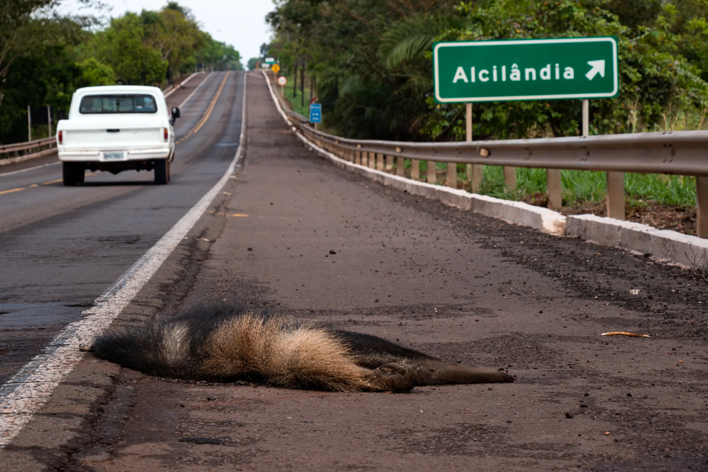 Dead giant anteater by road near Campo Grande, Mato Grosso do Sul state, Brazil, September, 15, 2022. Thomson Reuters Foundation/Henrique Kawaminami