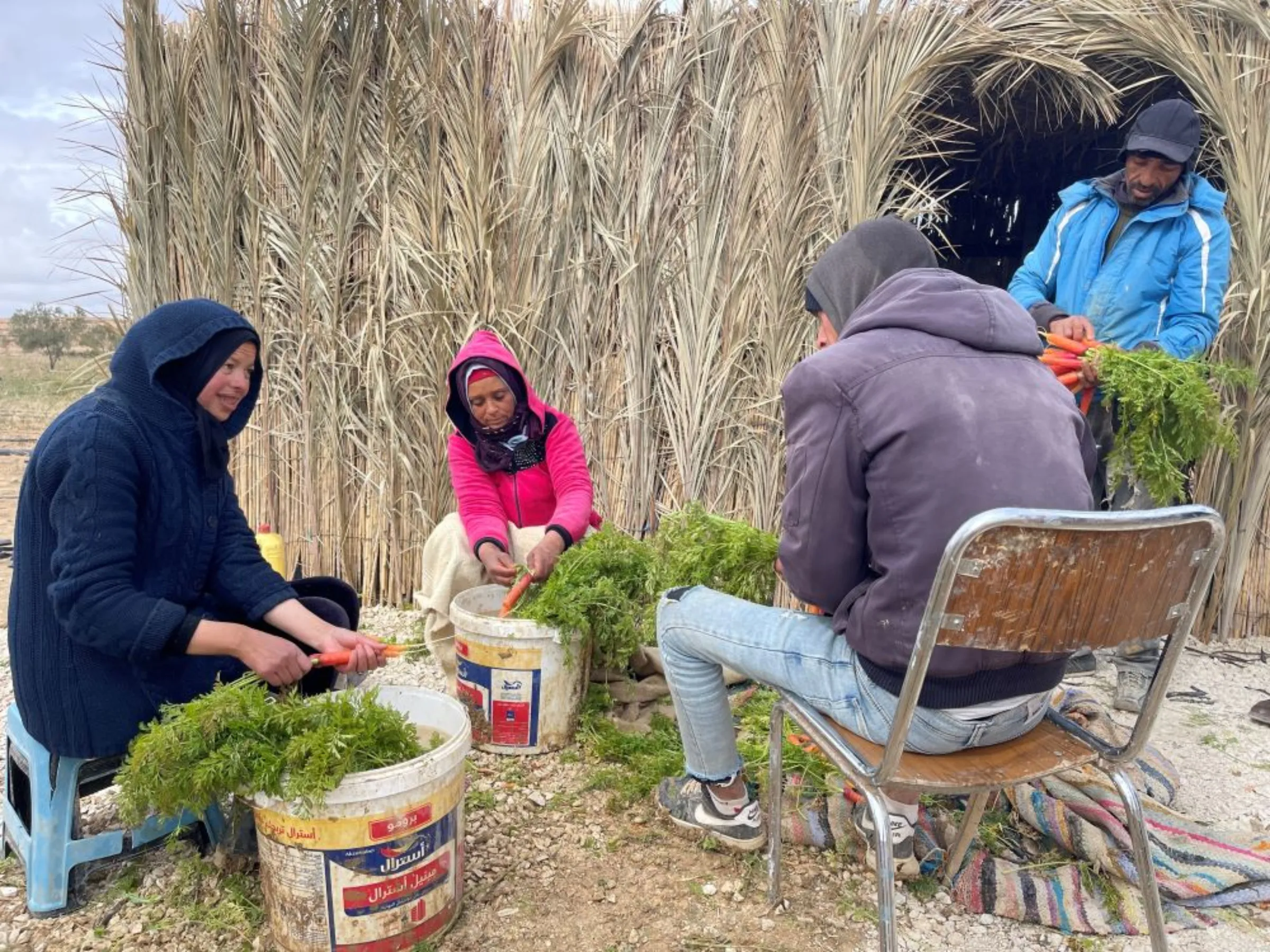 Parents of students at Makthar school work on a farm in Siliana, northern Tunisia, February 3, 2023