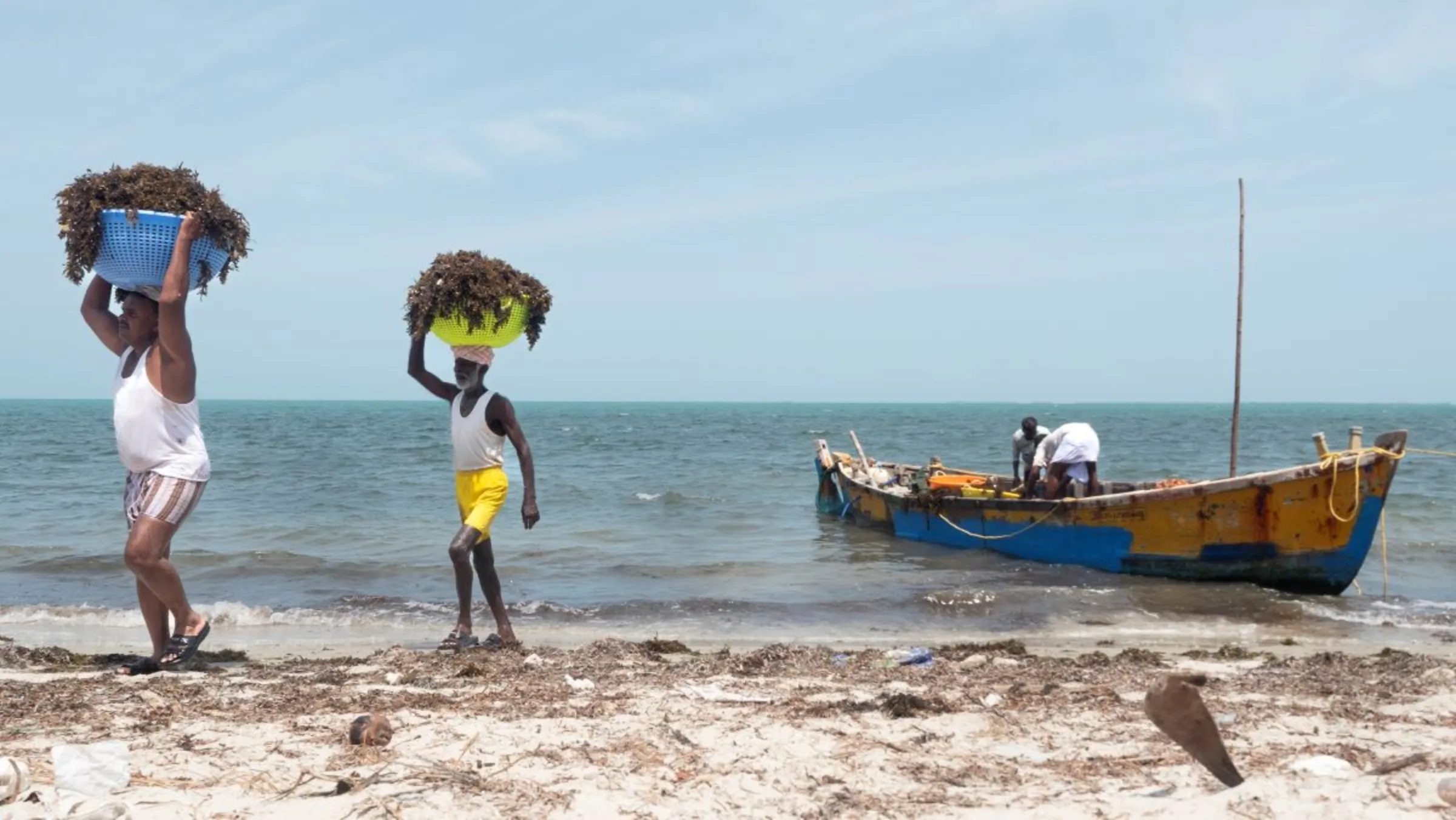 Os coletores de algas Noor Muhammed e Gunasekaran descarregam sua colheita de algas em Rameswaram, Índia, em 16 de julho de 2023. Thomson Reuters Foundation/Nirbhay Kuppu