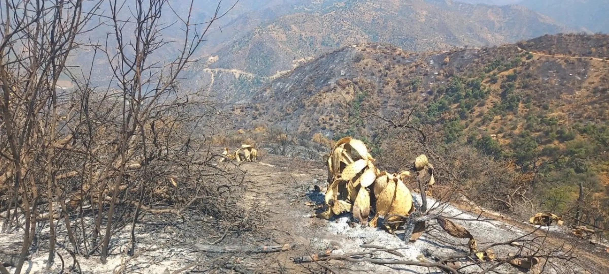 Forests with fig and olive trees destroyed by wildfires in Tizi Ouzou, Algeria. 21 August, 2024. Madjid Serrah/Thomson Reuters Foundation