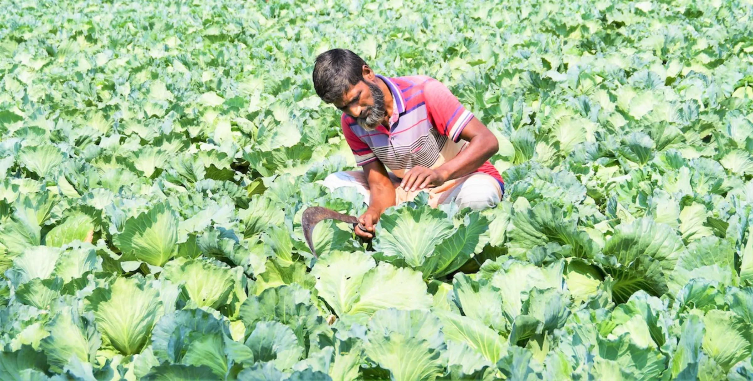 Farmer Shafiqul Islam Babu poses for a photo in his cabbage garden in Rajshahi, Bangladesh, 28 October 2022