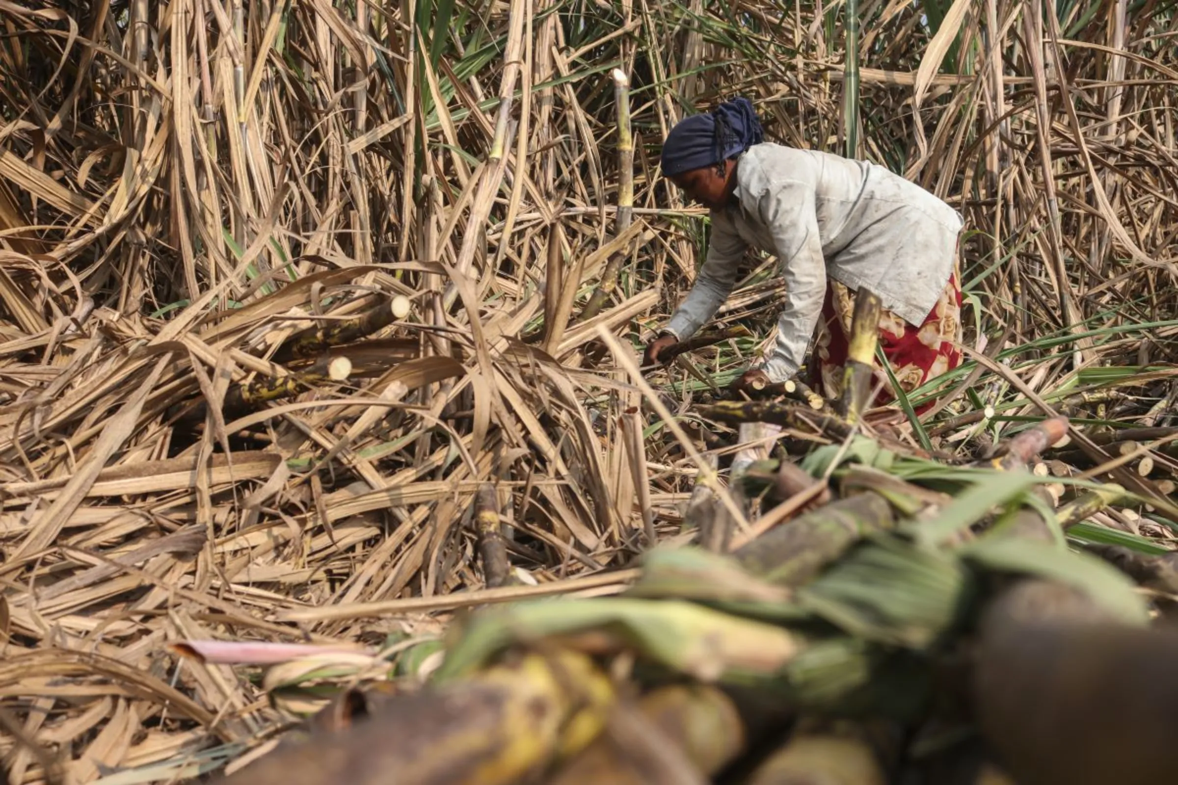 A woman cuts sugarcane in a sugarcane farm in Maharashtra’s Khochi village, India. December 17, 2022. Thomson Reuters Foundation/Sanket Jain
