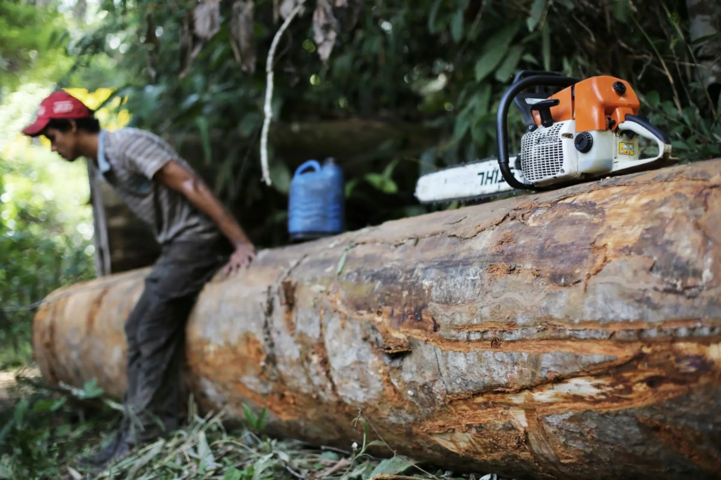 A man, who was hired by loggers to cut trees from the Amazon rainforest, sits on a tree next to his chainsaw in Jamanxim National Park, Para State, Brazil June 21, 2013. REUTERS/Nacho Doce