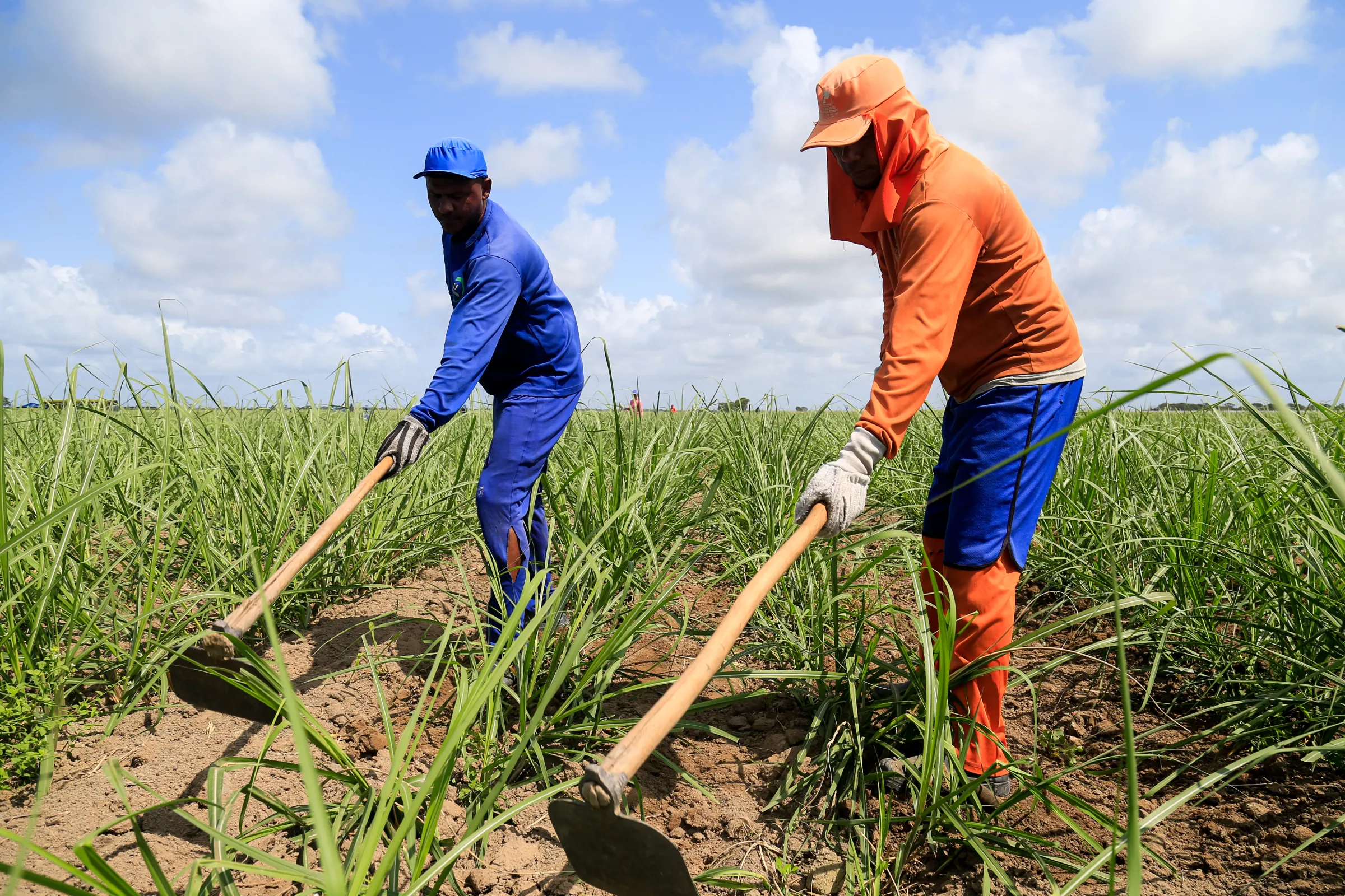 Workers till the ground at a sugarcane plantation near Maceio, Brazil, on September 27, 2021
