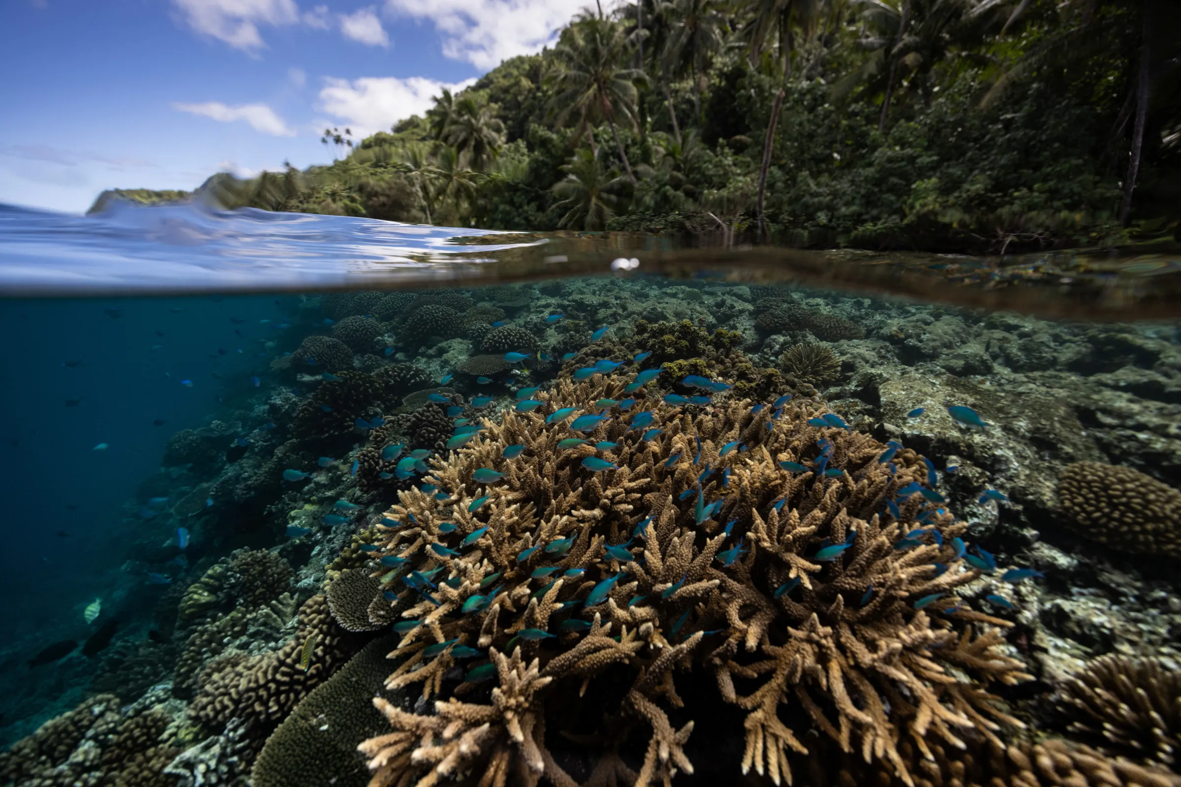 Fish swim at a coral reef inside a 'Rahui' or restricted area in Teahupo'o, Tahiti, French Polynesia, August 4, 2024. REUTERS/Carlos Barria