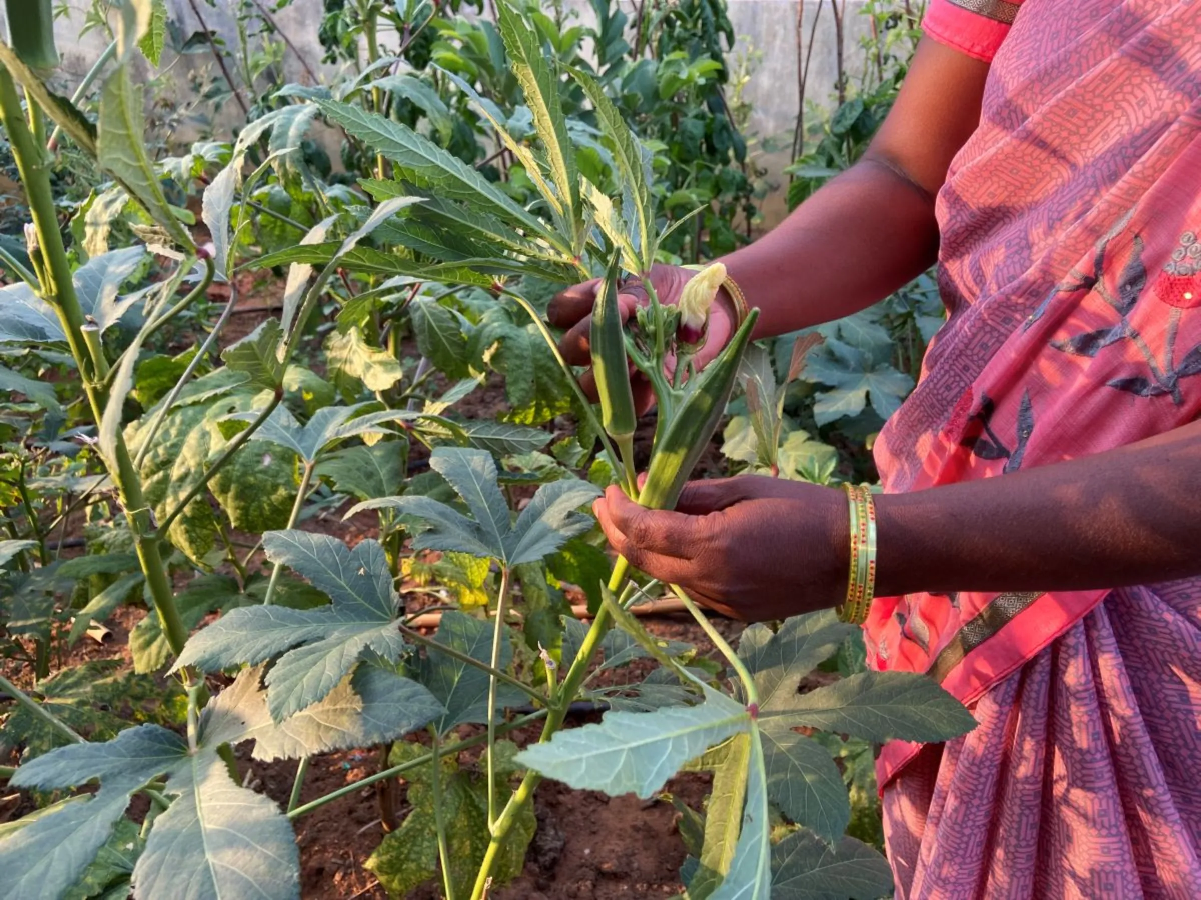 A farmer picks okra on her natural farm in Reddygudem village, India, August 31, 2023